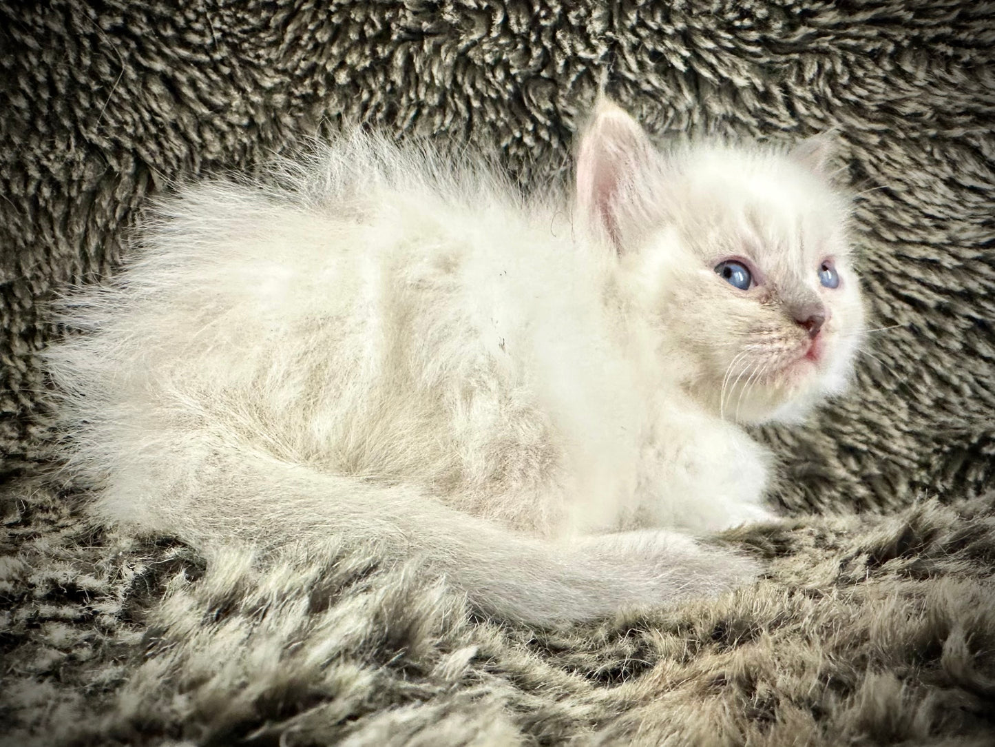 Zelda - blue tortie - FEMALE - AVAILABLE - 6/5/25 - $2100
