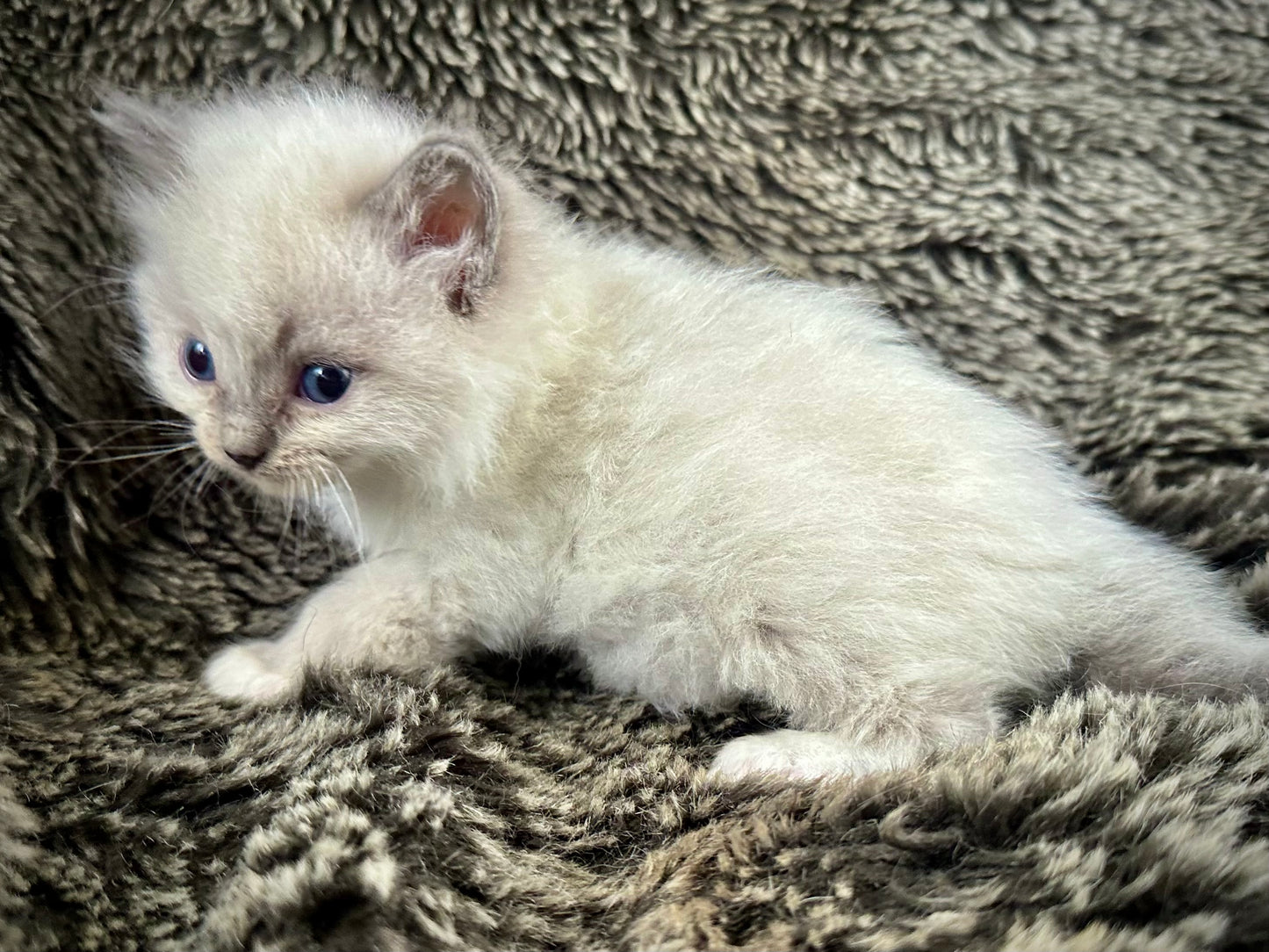 Mario - Blue Point MALE - Available 6/5/25 - $2100
