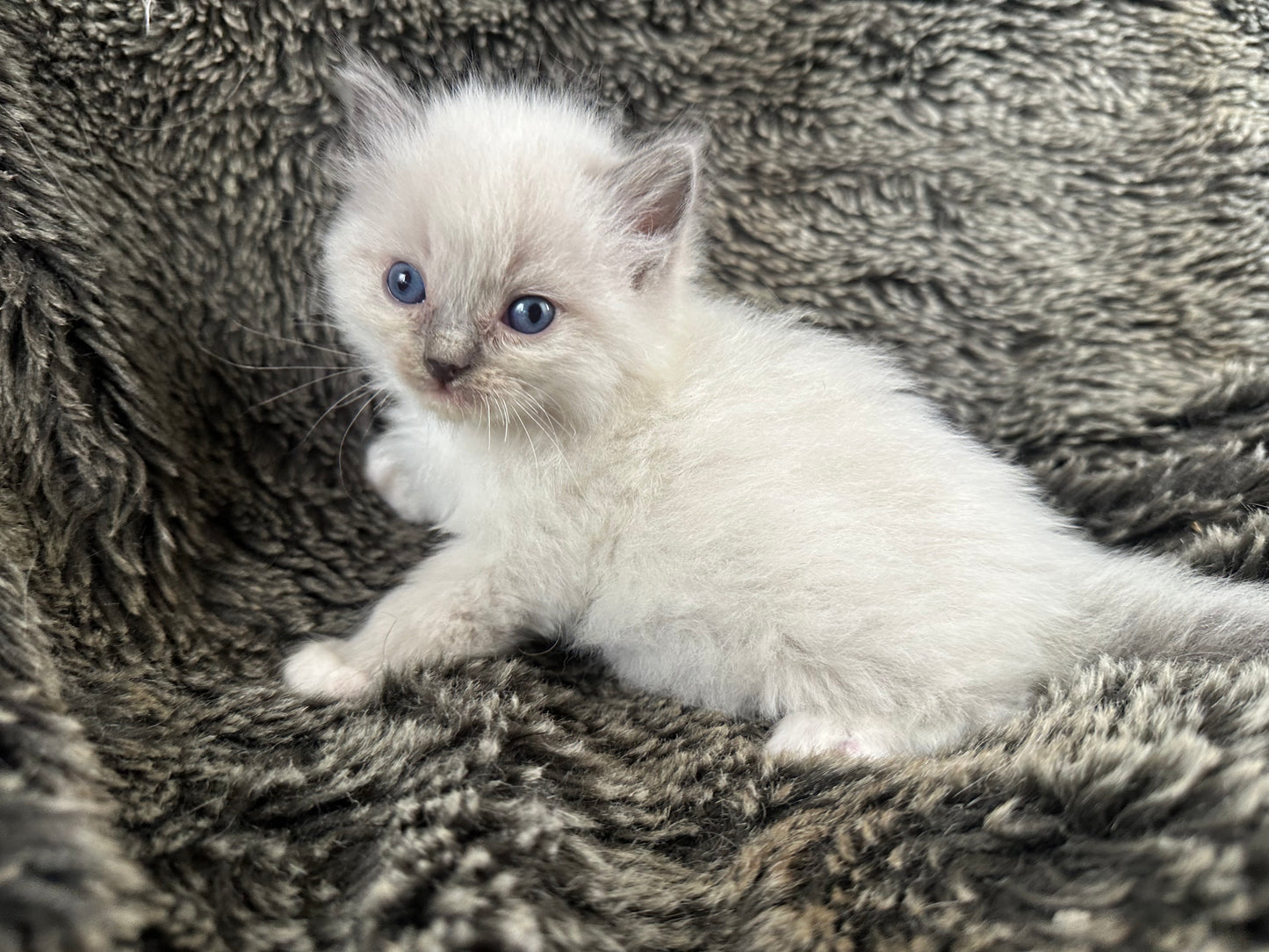 Kirby Blue Point - MALE - Available - 6/5/25 - $2100