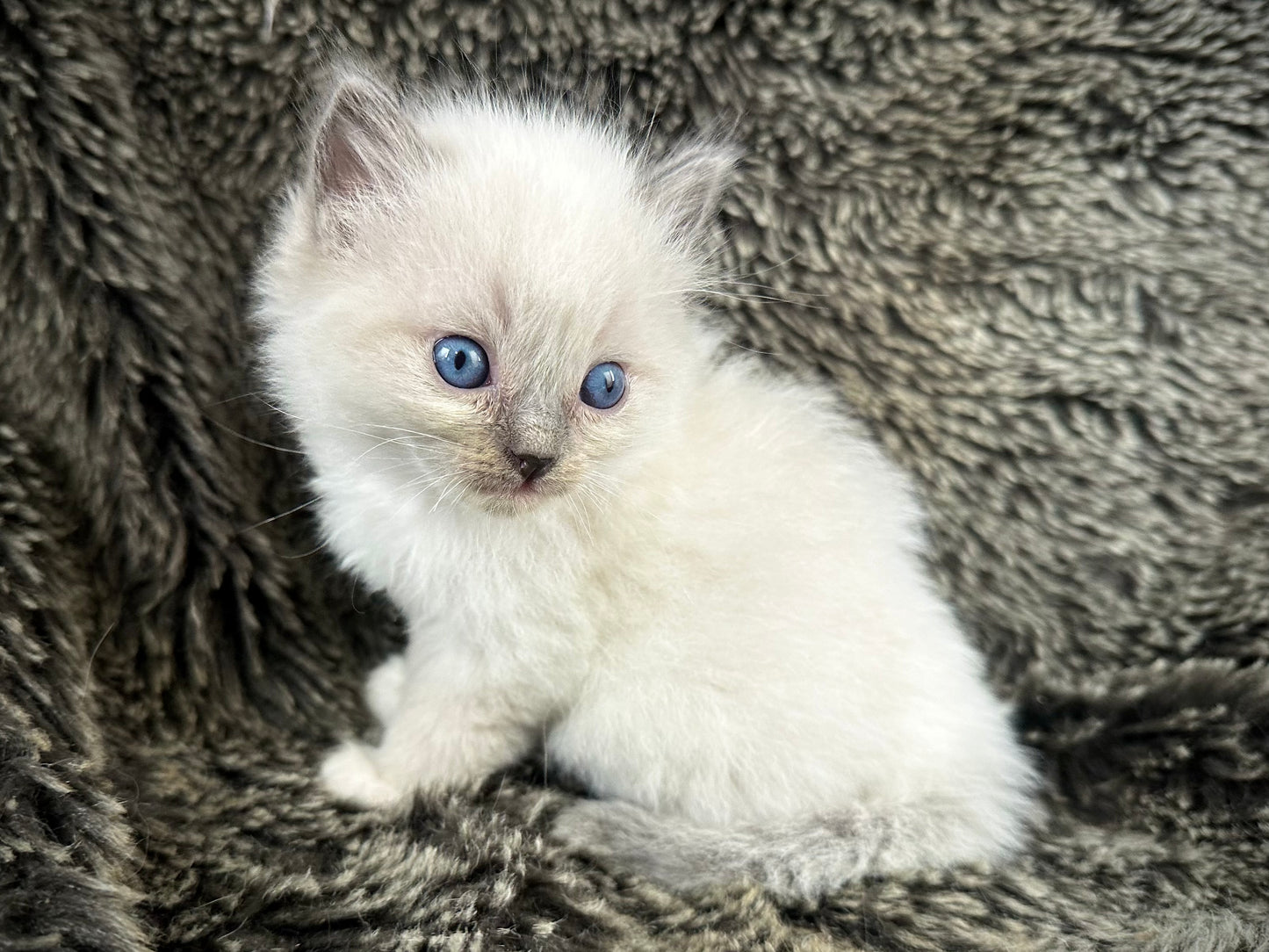 Mario - Blue Point MALE - Available 6/5/25 - $2100