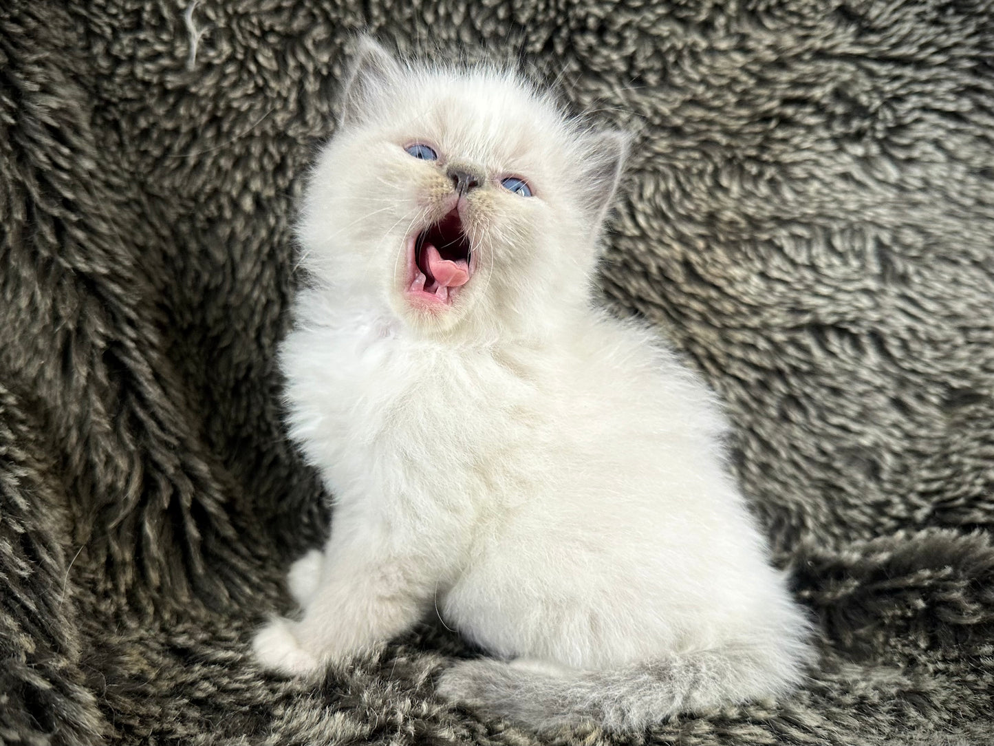 Mario - Blue Point MALE - Available 6/5/25 - $2100