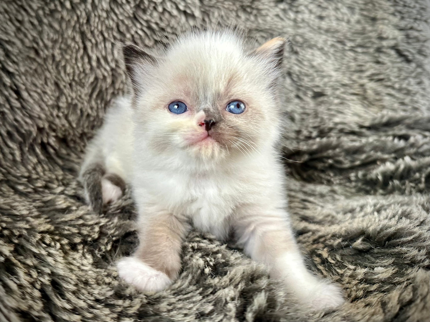 Luna - Seal tortie - FEMALE - RESERVED - 6/5/25 - $2100