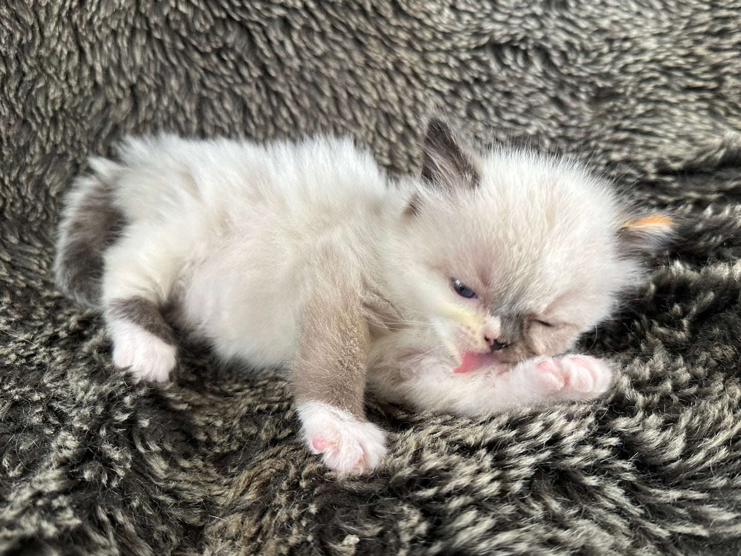 Luna - Seal tortie - FEMALE - RESERVED - 6/5/25 - $2100