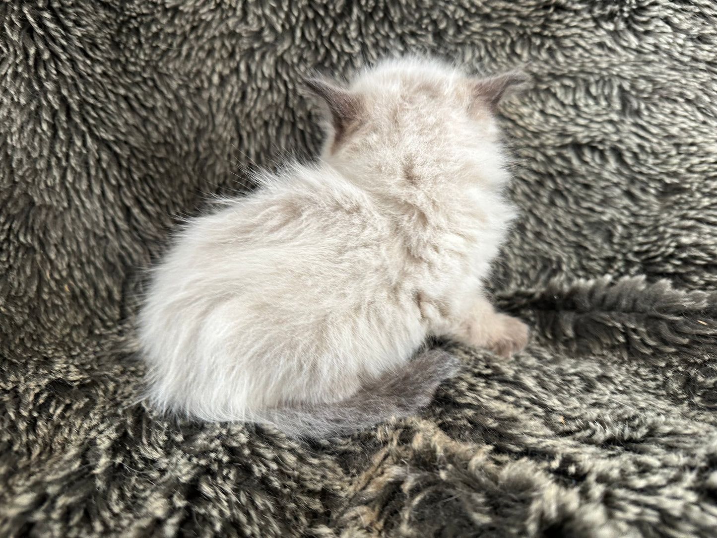 Boba - Seal Point - MALE - RESERVED - 6/5/25 - $2100