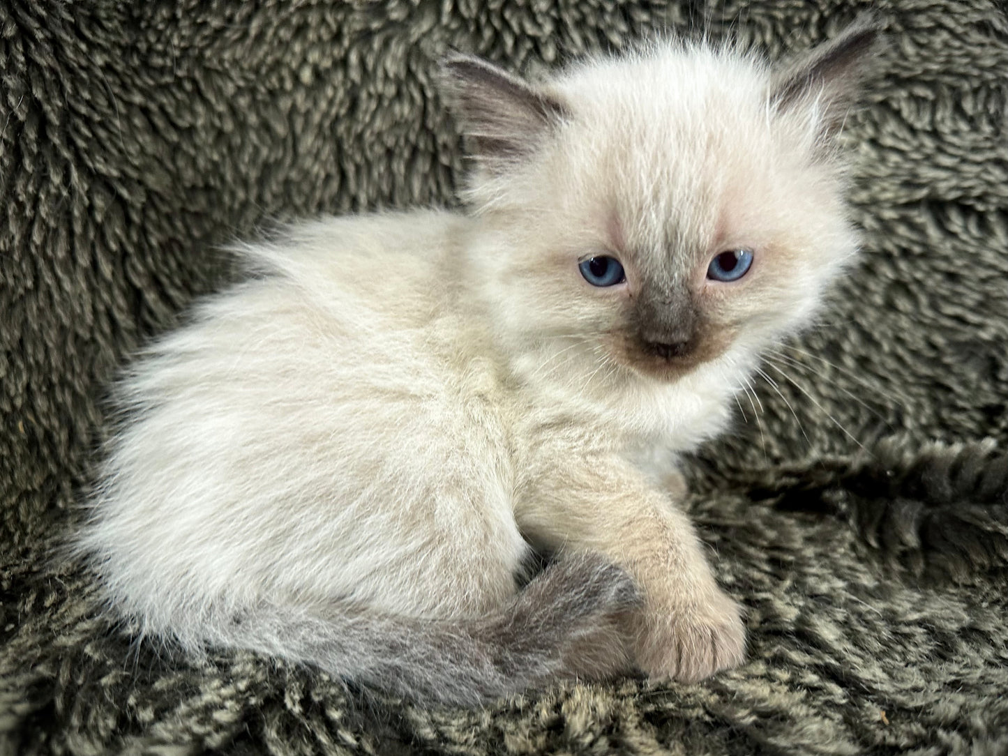 Boba - Seal Point - MALE - RESERVED - 6/5/25 - $2100