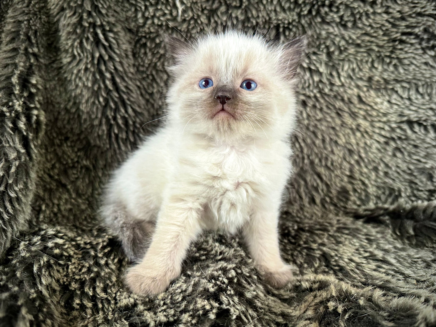 Boba - Seal Point - MALE - RESERVED - 6/5/25 - $2100