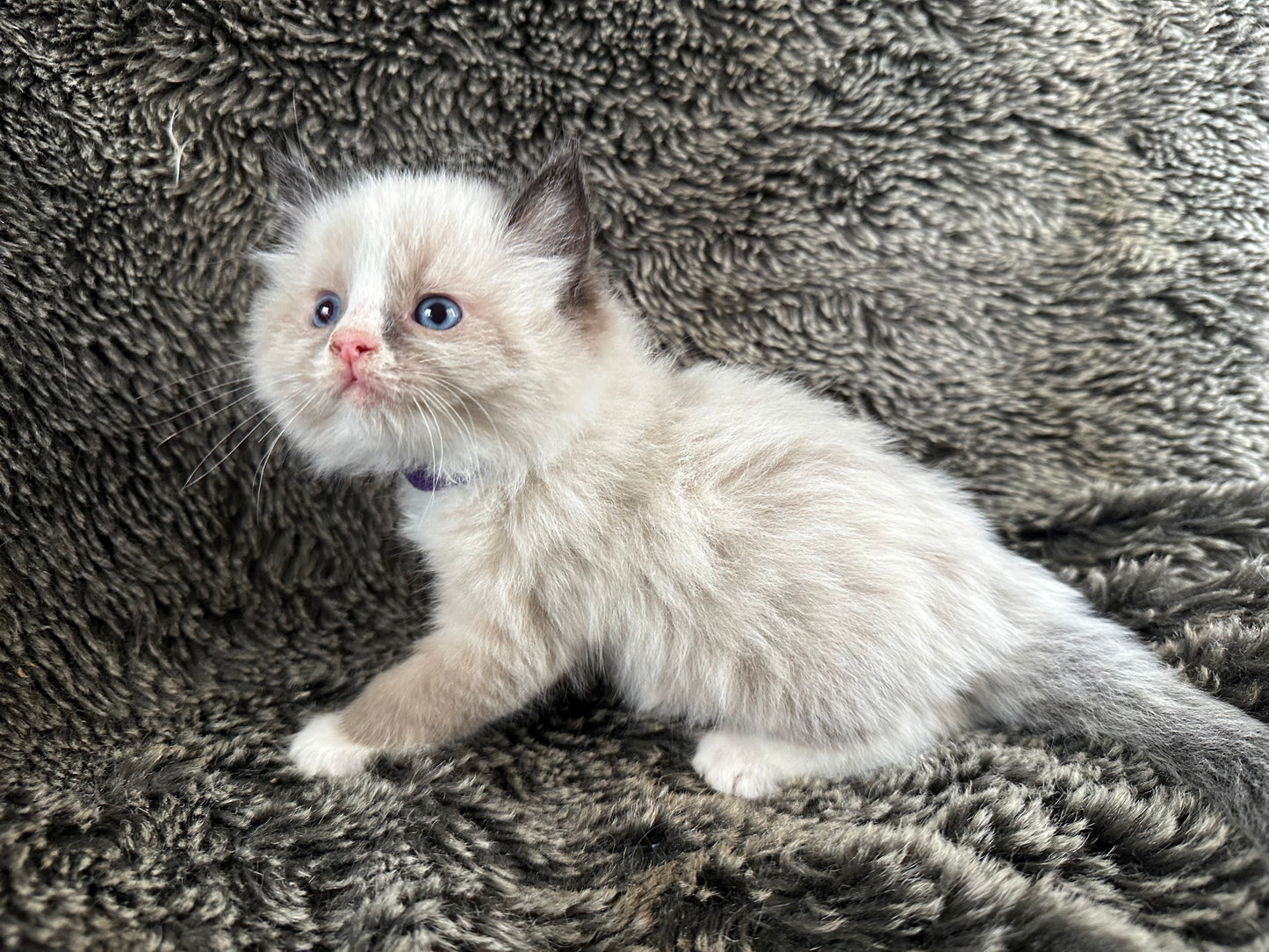 King Dedede - Seal Point Bicolor - MALE - RESERVED - 6/5/25 - $2100