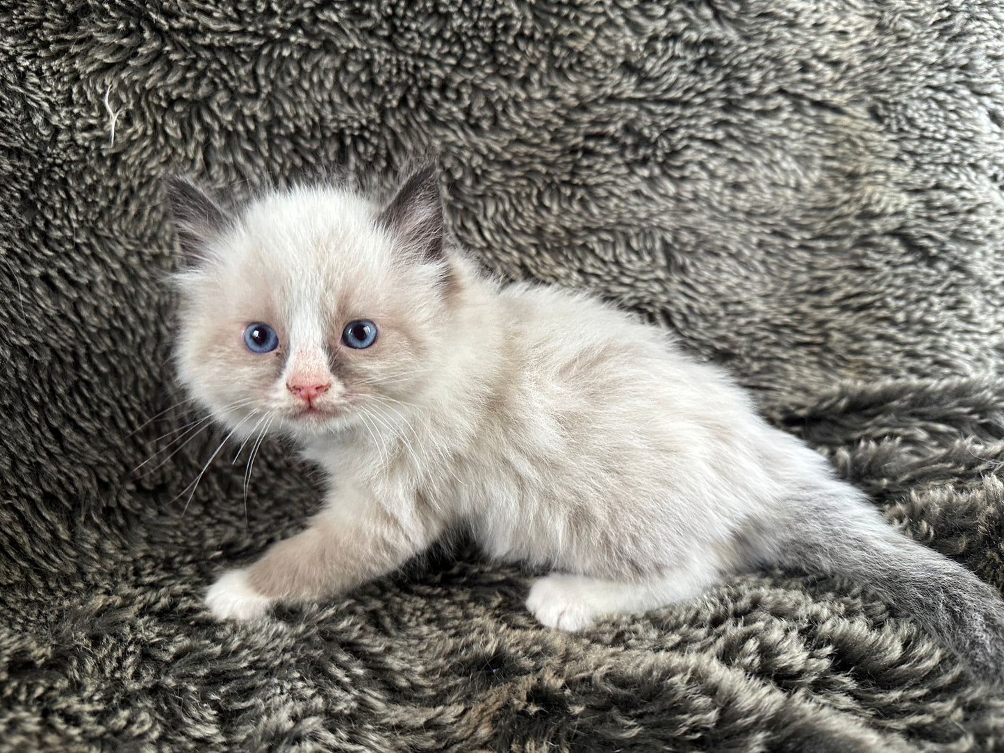 King Dedede - Seal Point Bicolor - MALE - RESERVED - 6/5/25 - $2100