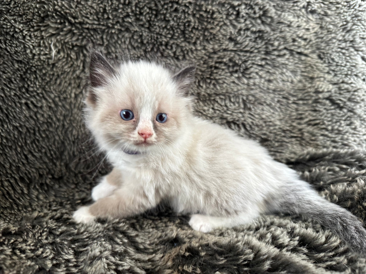 King Dedede - Seal Point Bicolor - MALE - RESERVED - 6/5/25 - $2100