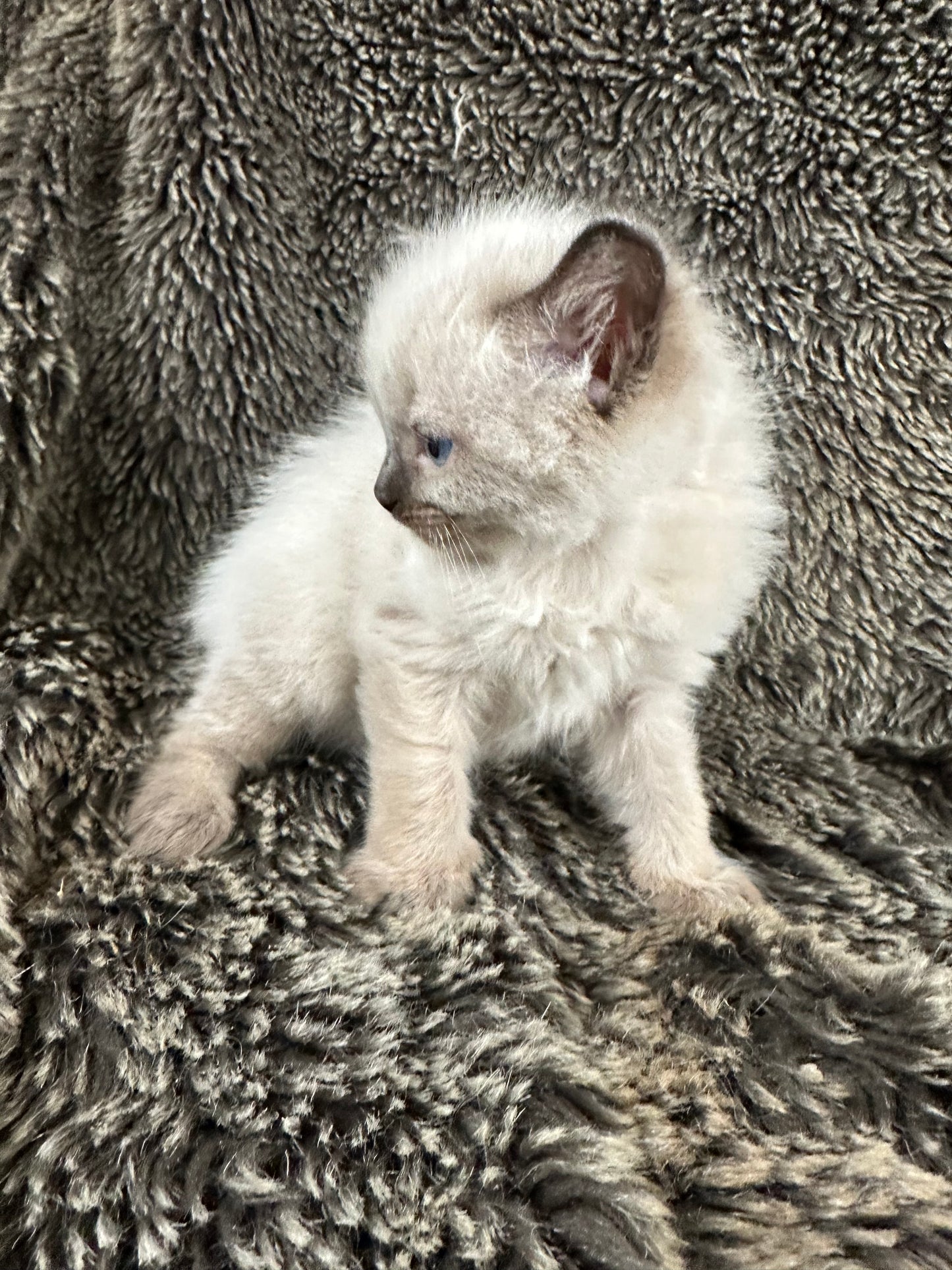 Bowser - Seal Point MALE - Available 6/5/25 - $2100