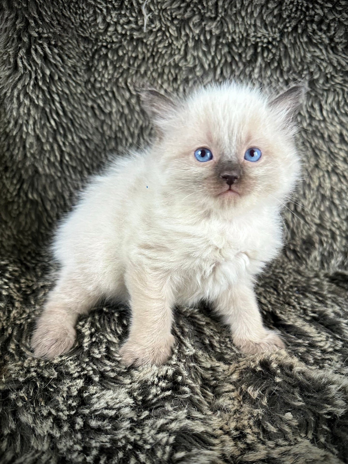 Bowser - Seal Point MALE - Available 6/5/25 - $2100