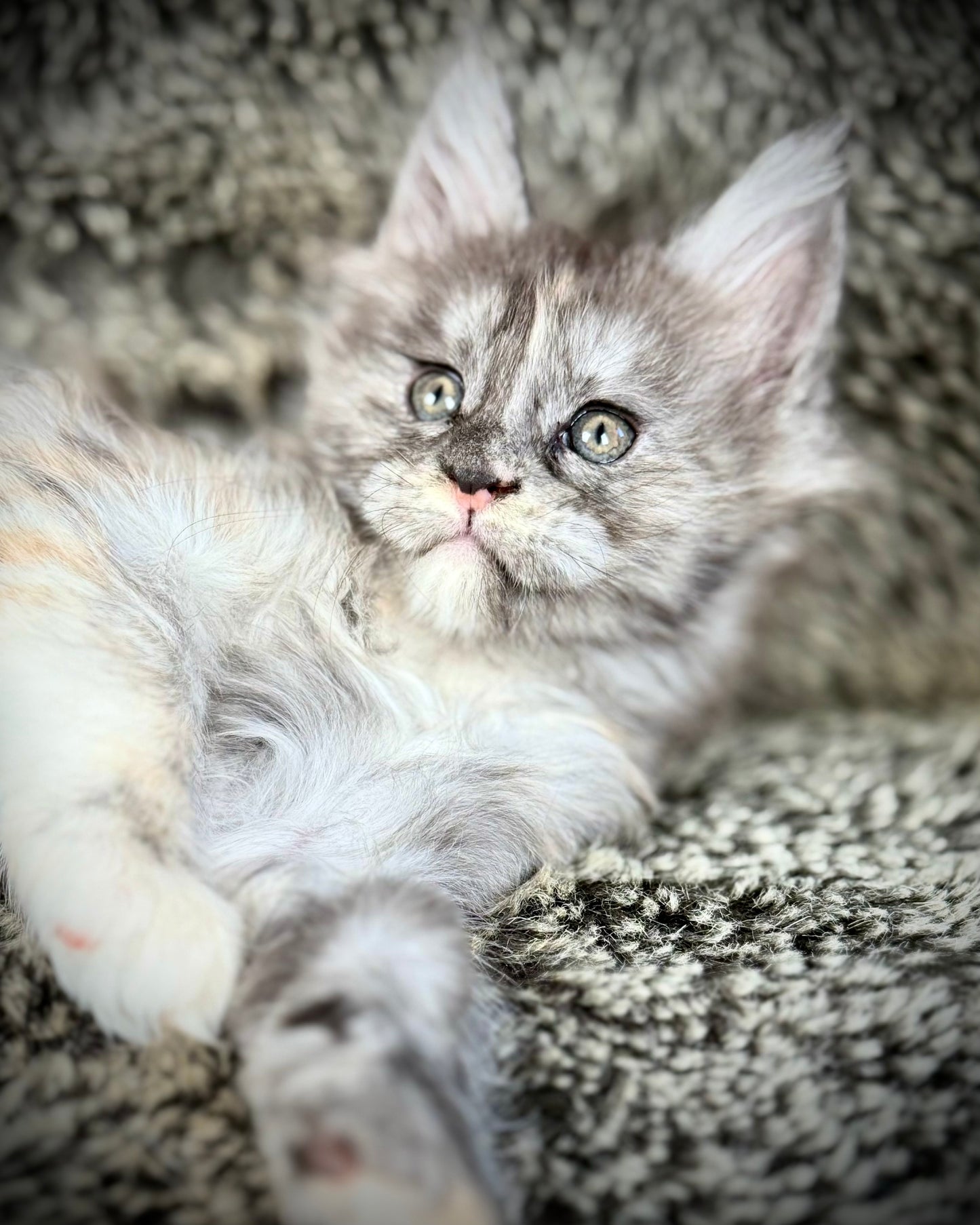RAYA - Black and Orange Torbie Maine Coon GIRL