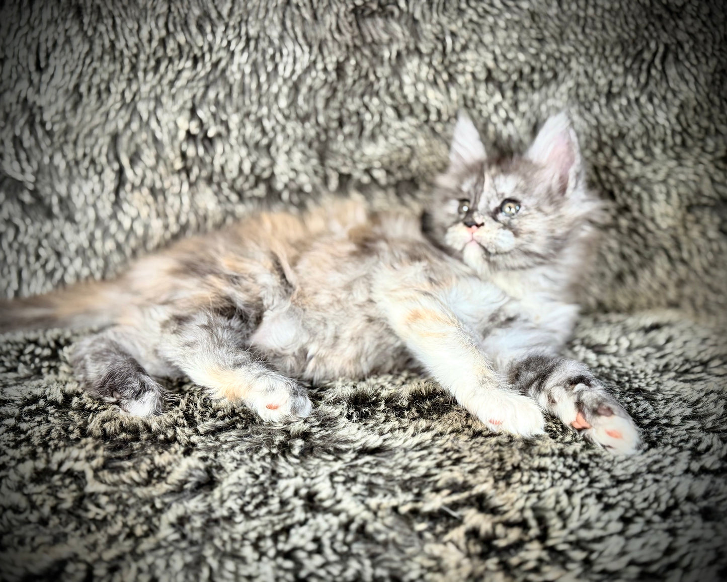 RAYA - Black and Orange Torbie Maine Coon GIRL