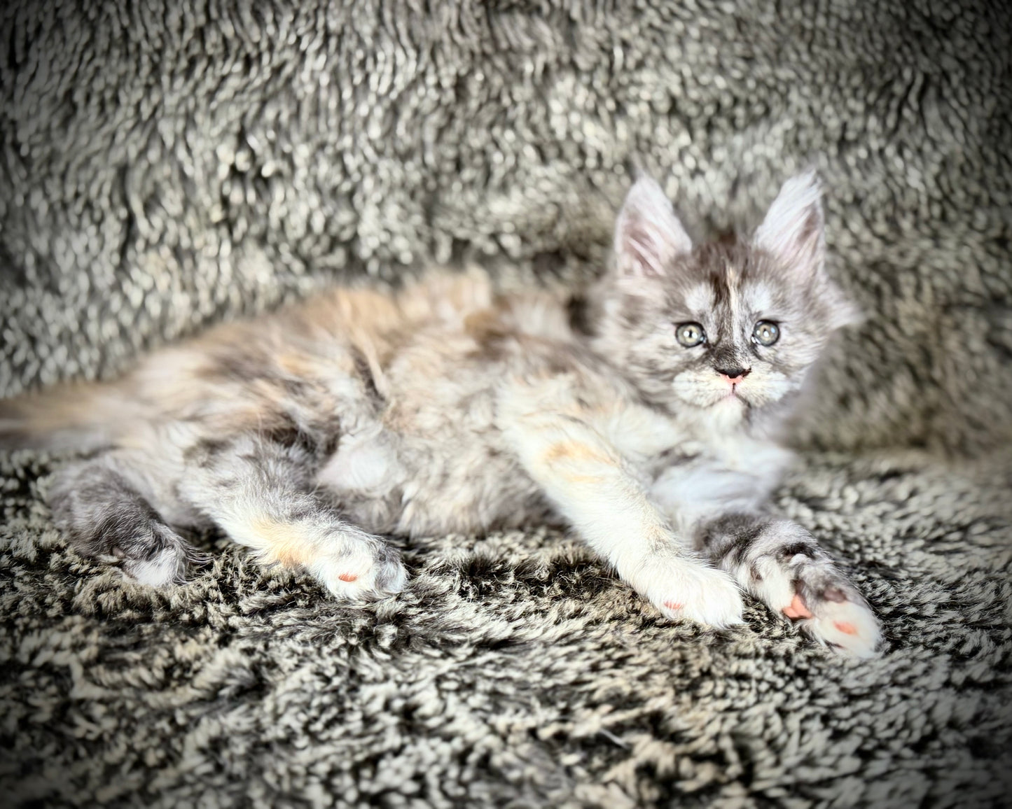 RAYA - Black and Orange Torbie Maine Coon GIRL
