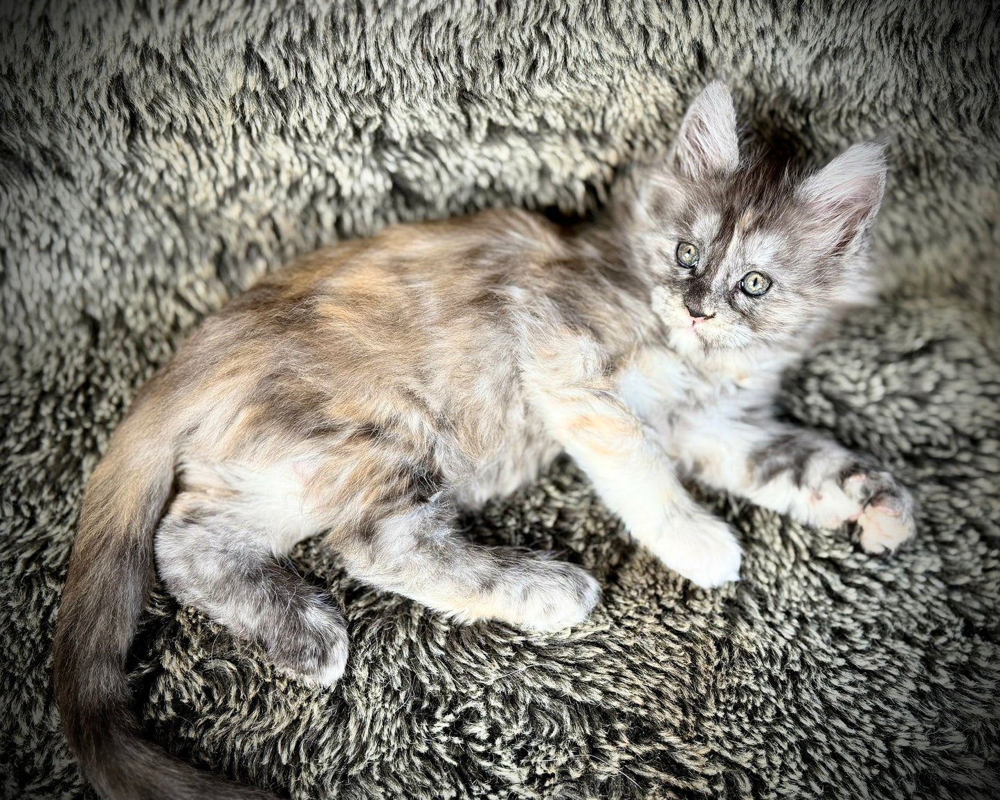 RAYA - Black and Orange Torbie Maine Coon GIRL