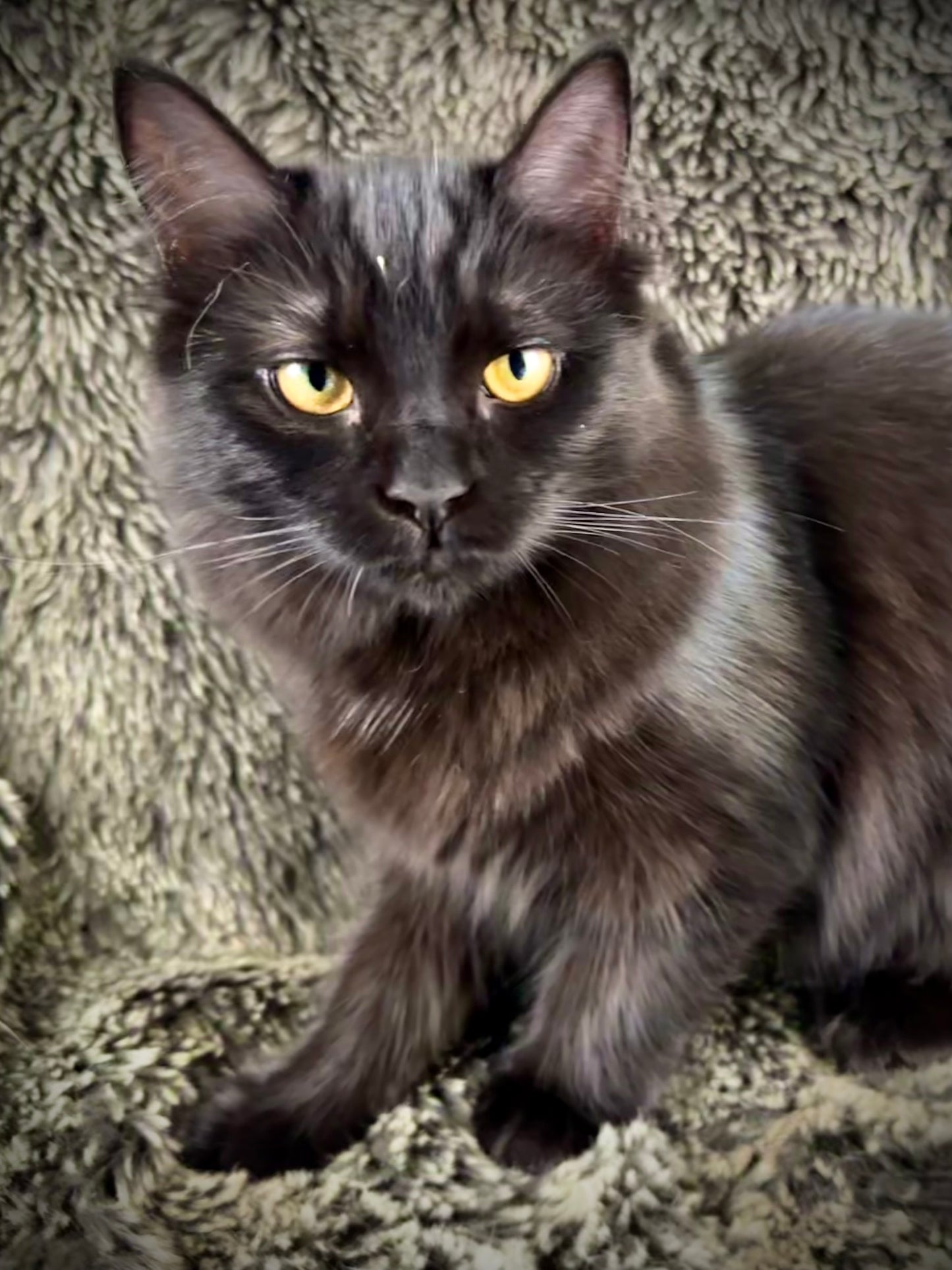 Diva - Female 3/4 Ragdoll/Persian mix - RESERVED