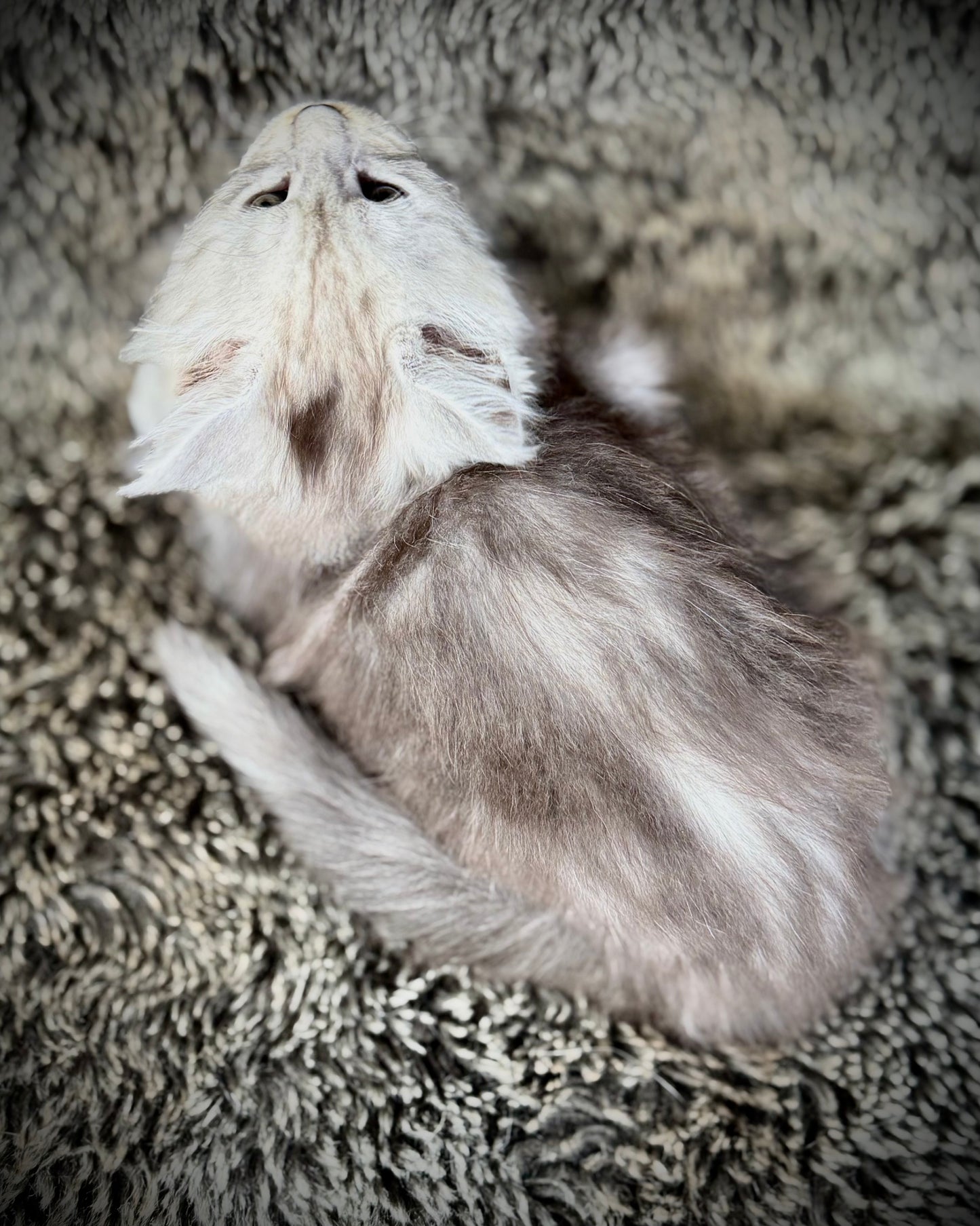 Snowflake - Blue Silver Classic Tabby Maine Coon FEMALE
