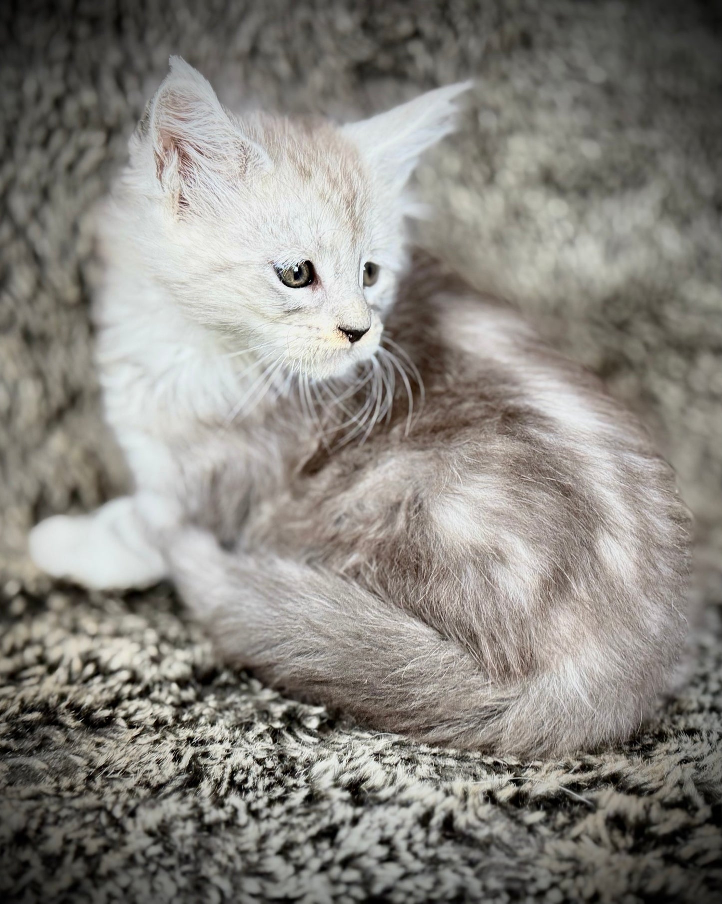 Snowflake - Blue Silver Classic Tabby Maine Coon FEMALE
