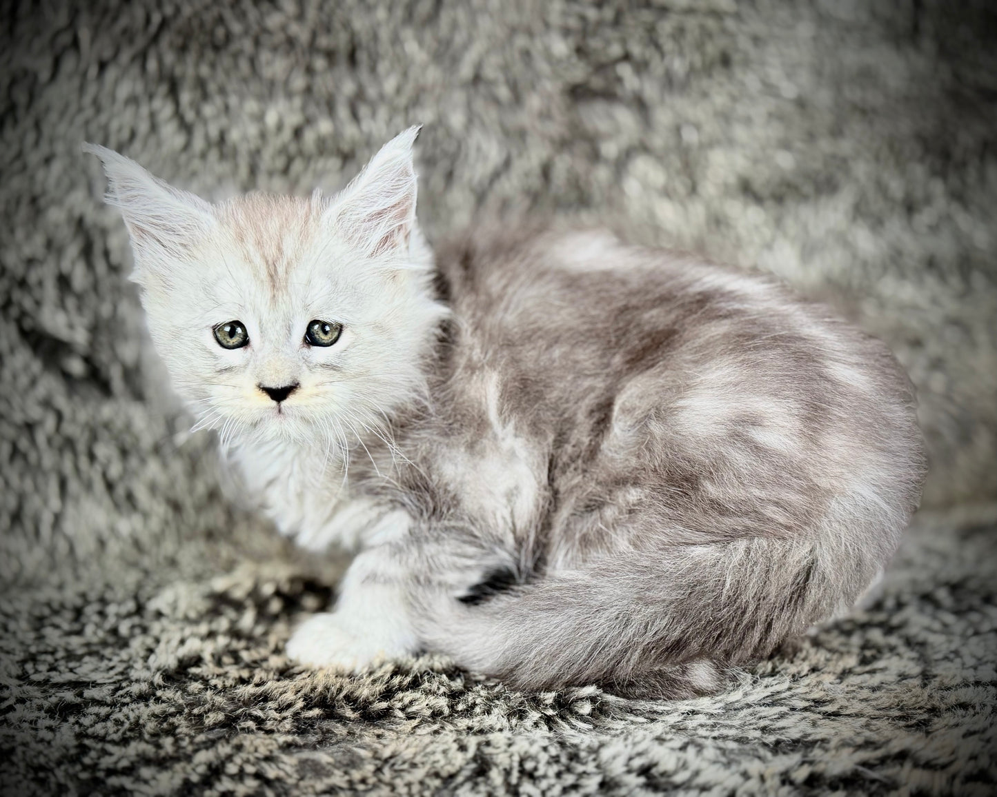 Snowflake - Blue Silver Classic Tabby Maine Coon FEMALE