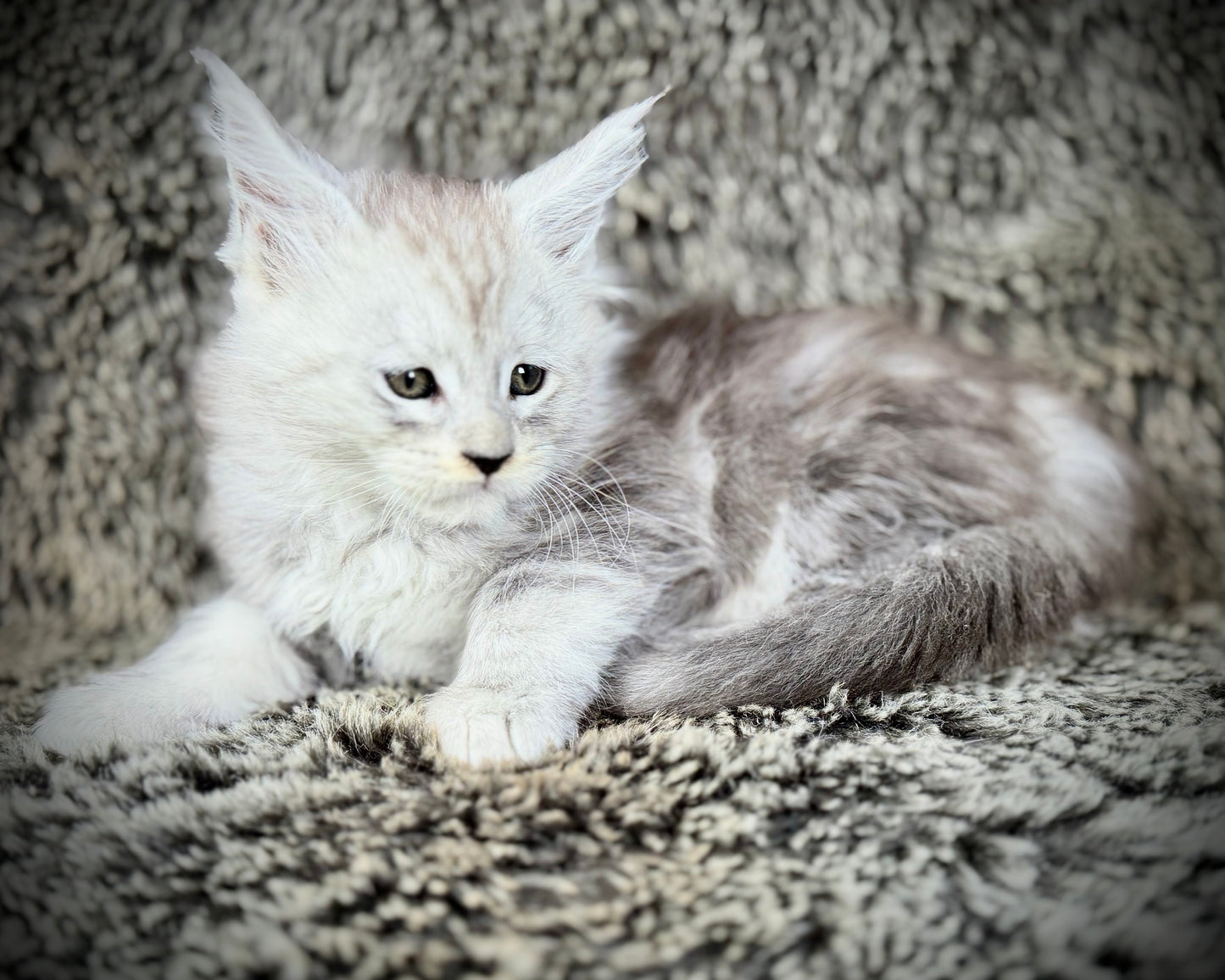 Snowflake - Blue Silver Classic Tabby Maine Coon FEMALE