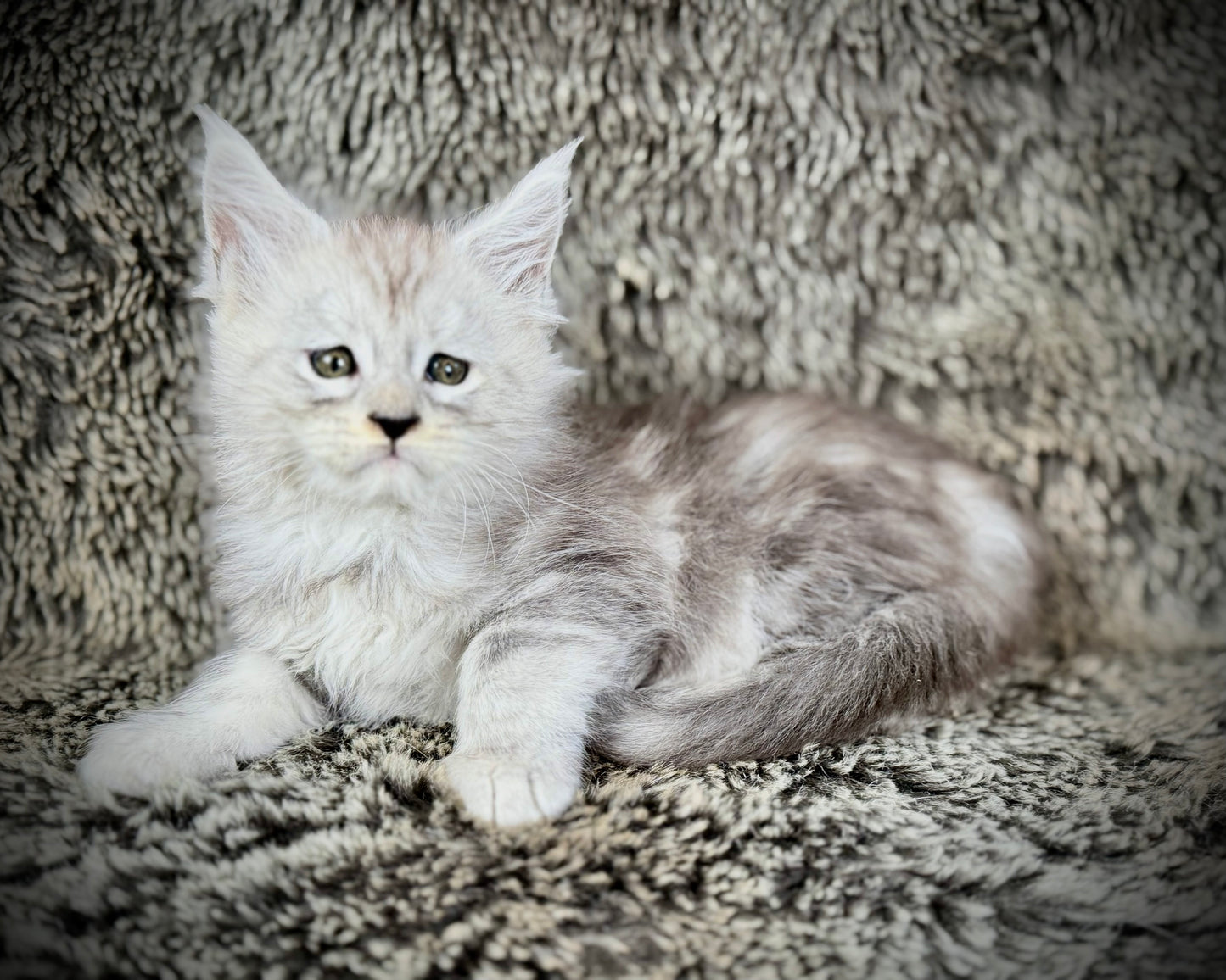 Snowflake - Blue Silver Classic Tabby Maine Coon FEMALE