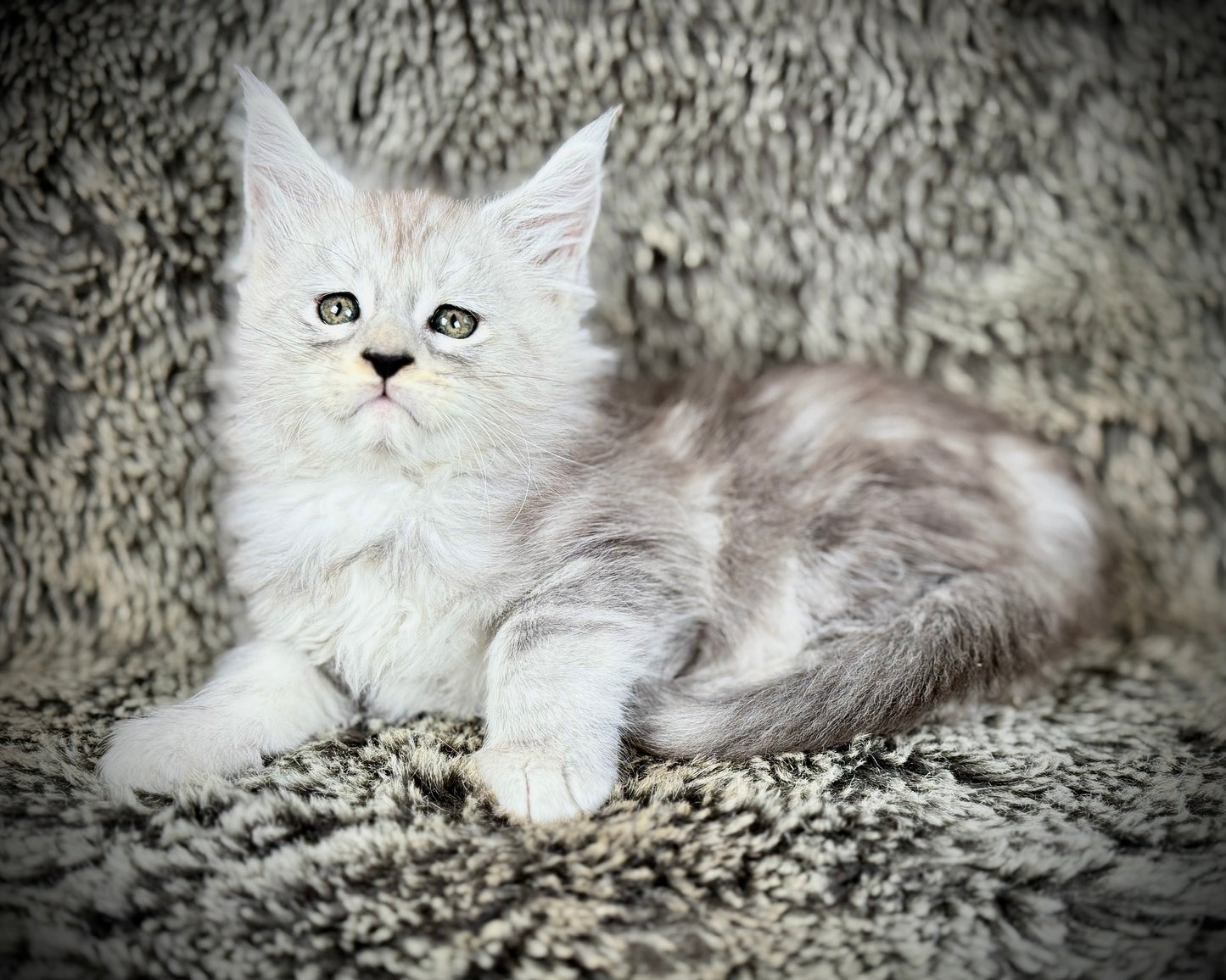 Snowflake - Blue Silver Classic Tabby Maine Coon FEMALE
