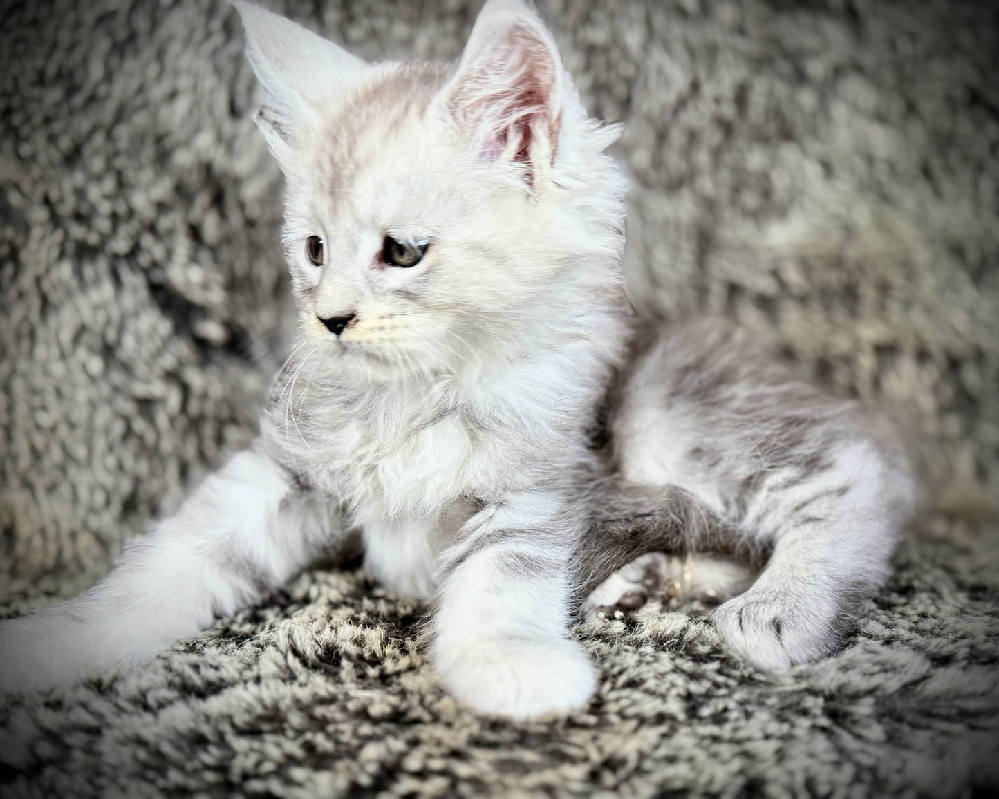 Snowflake - Blue Silver Classic Tabby Maine Coon FEMALE