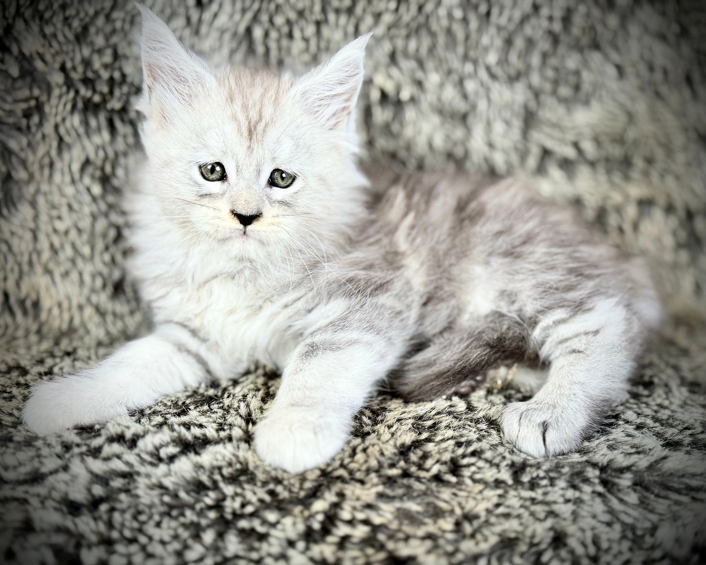 Snowflake - Blue Silver Classic Tabby Maine Coon FEMALE