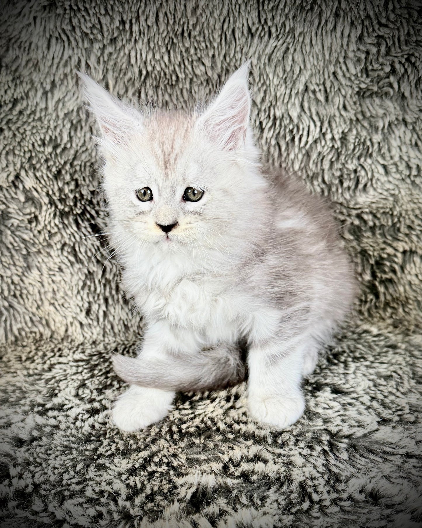 Snowflake - Blue Silver Classic Tabby Maine Coon FEMALE