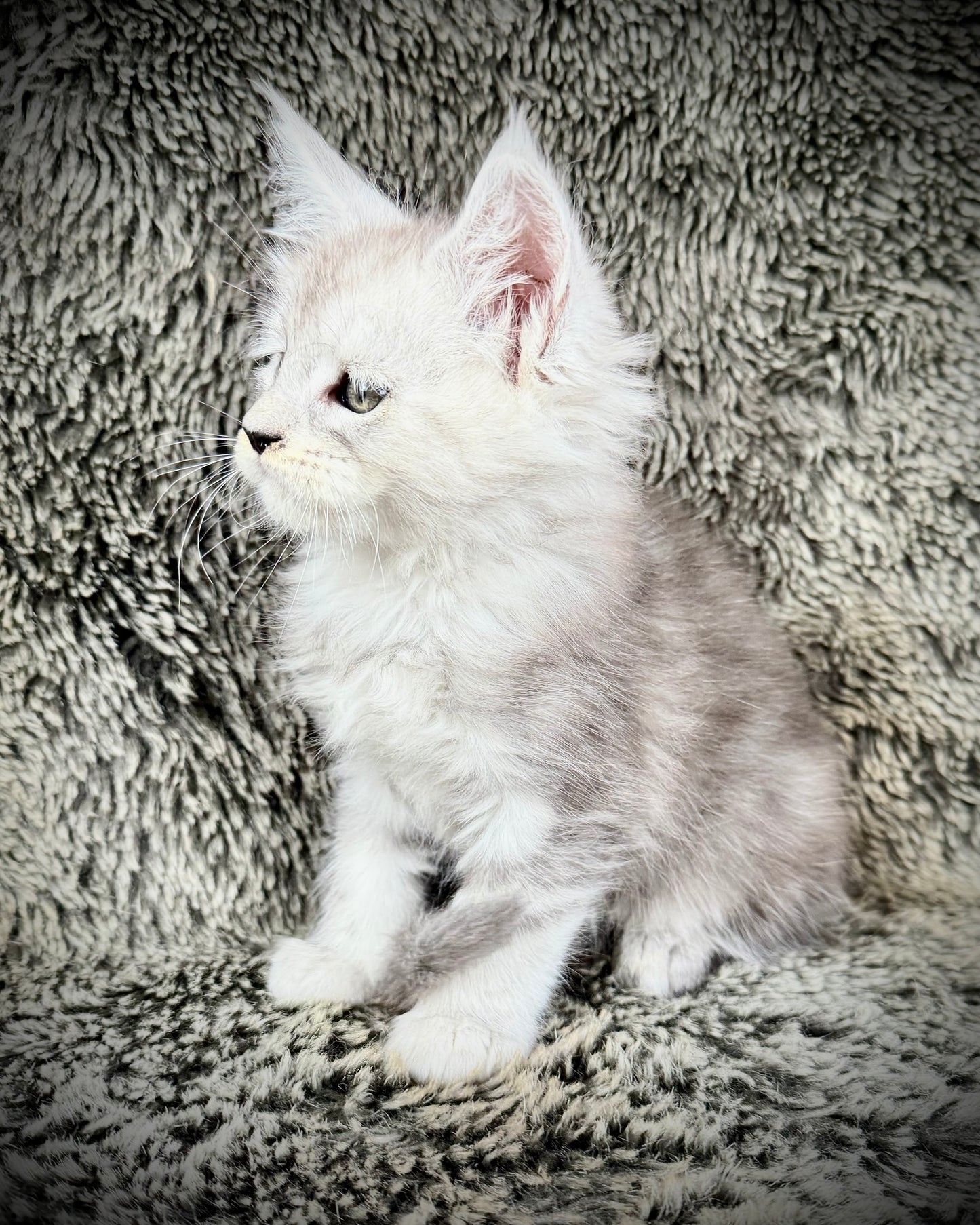 Snowflake - Blue Silver Classic Tabby Maine Coon FEMALE