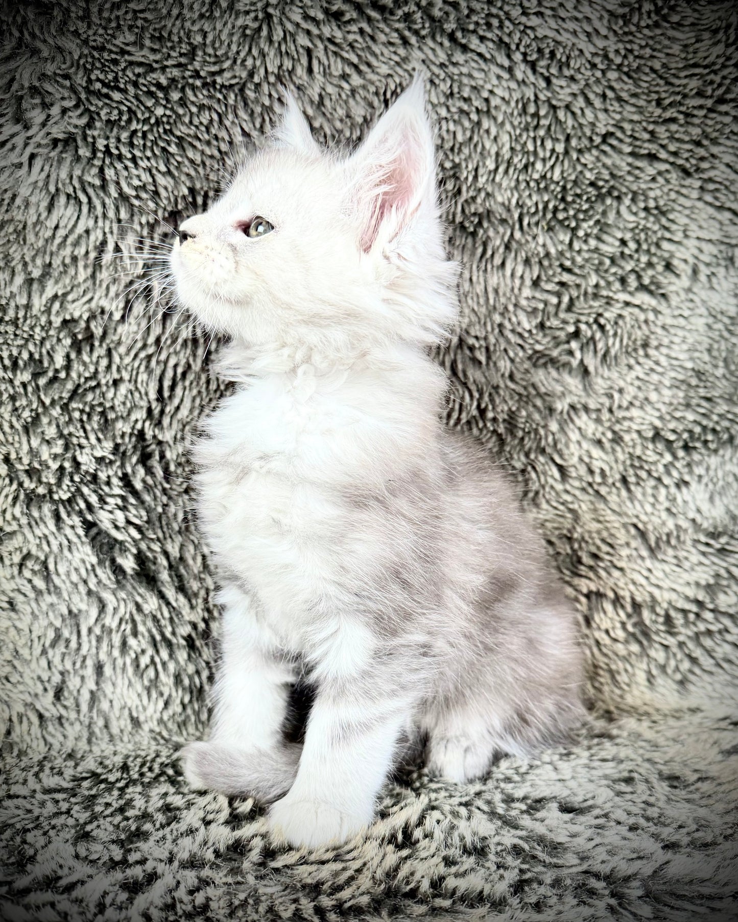 Snowflake - Blue Silver Classic Tabby Maine Coon FEMALE