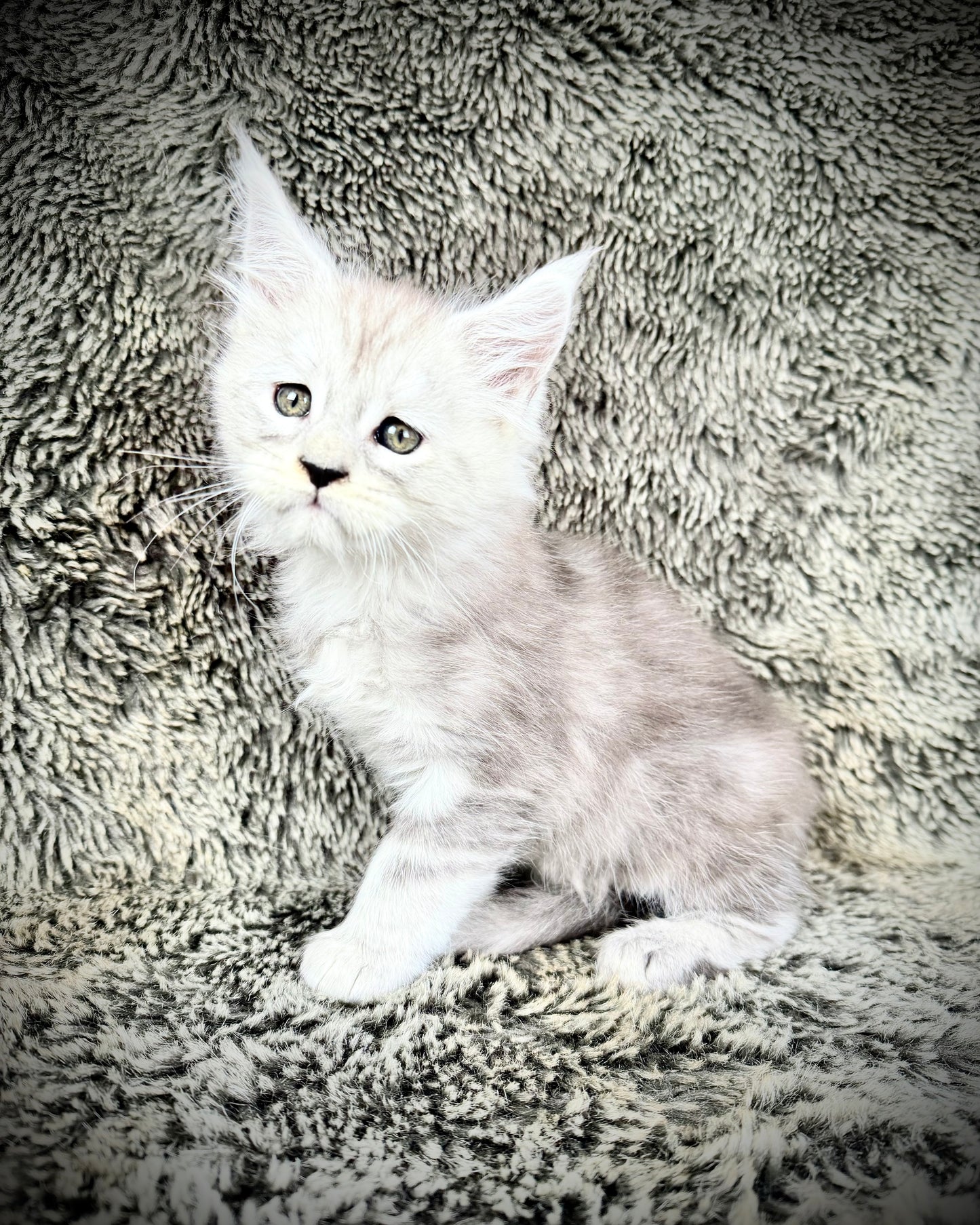 Snowflake - Blue Silver Classic Tabby Maine Coon FEMALE