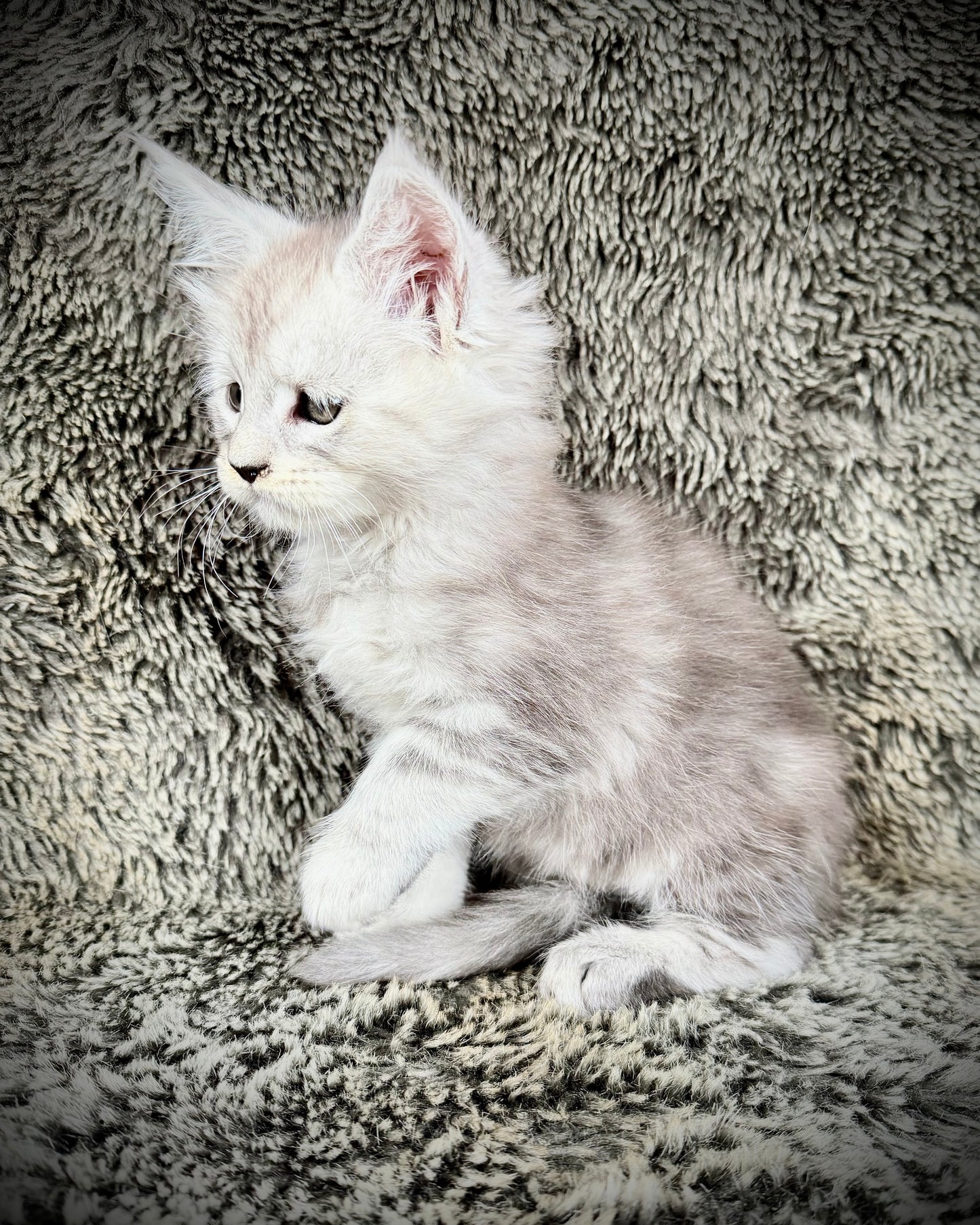 Snowflake - Blue Silver Classic Tabby Maine Coon FEMALE