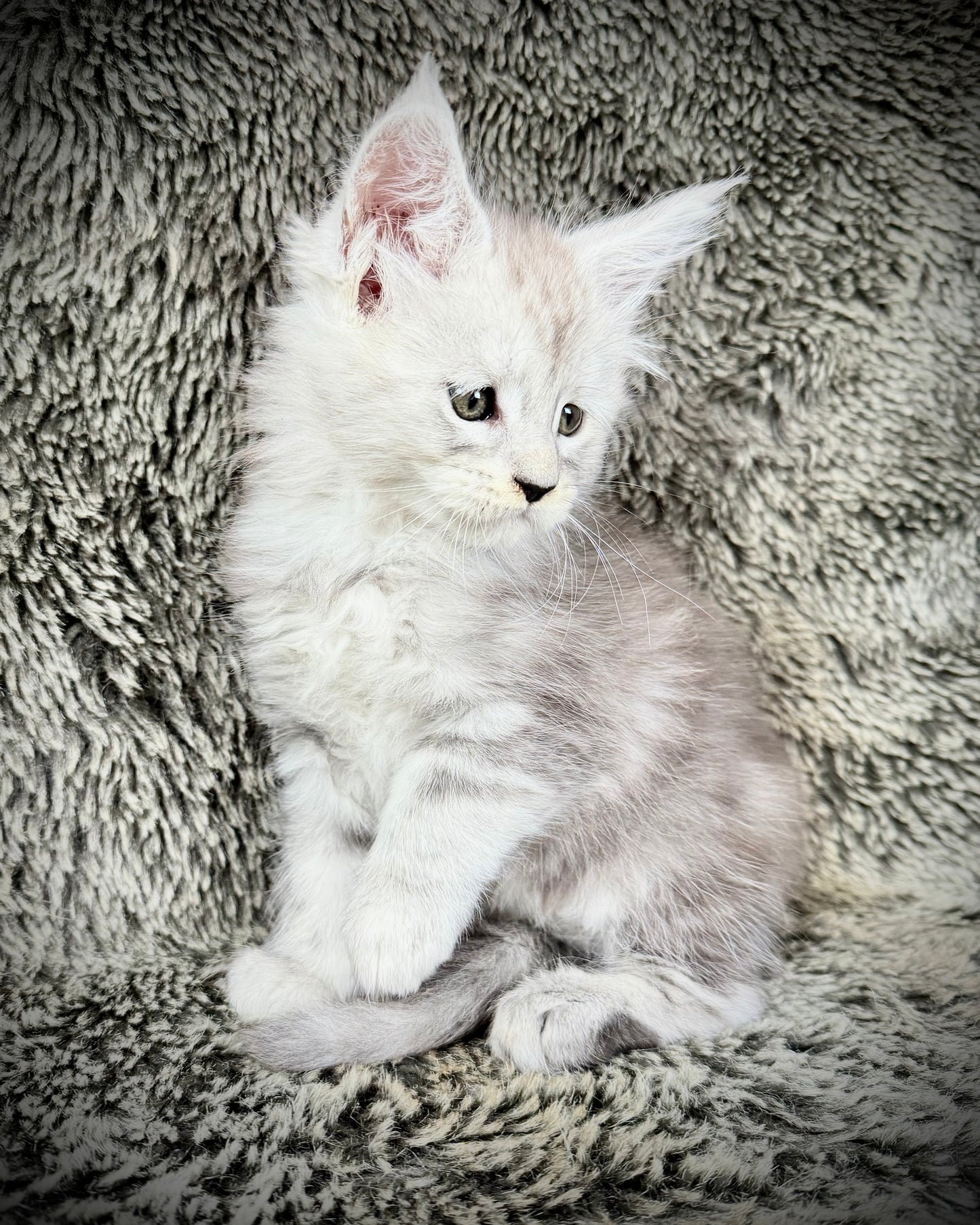 Snowflake - Blue Silver Classic Tabby Maine Coon FEMALE