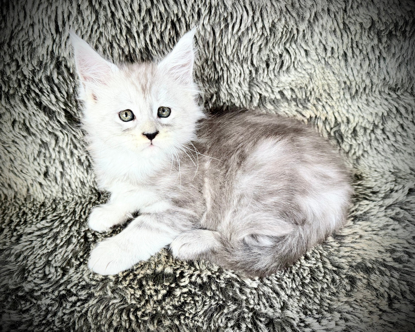 Snowflake - Blue Silver Classic Tabby Maine Coon FEMALE
