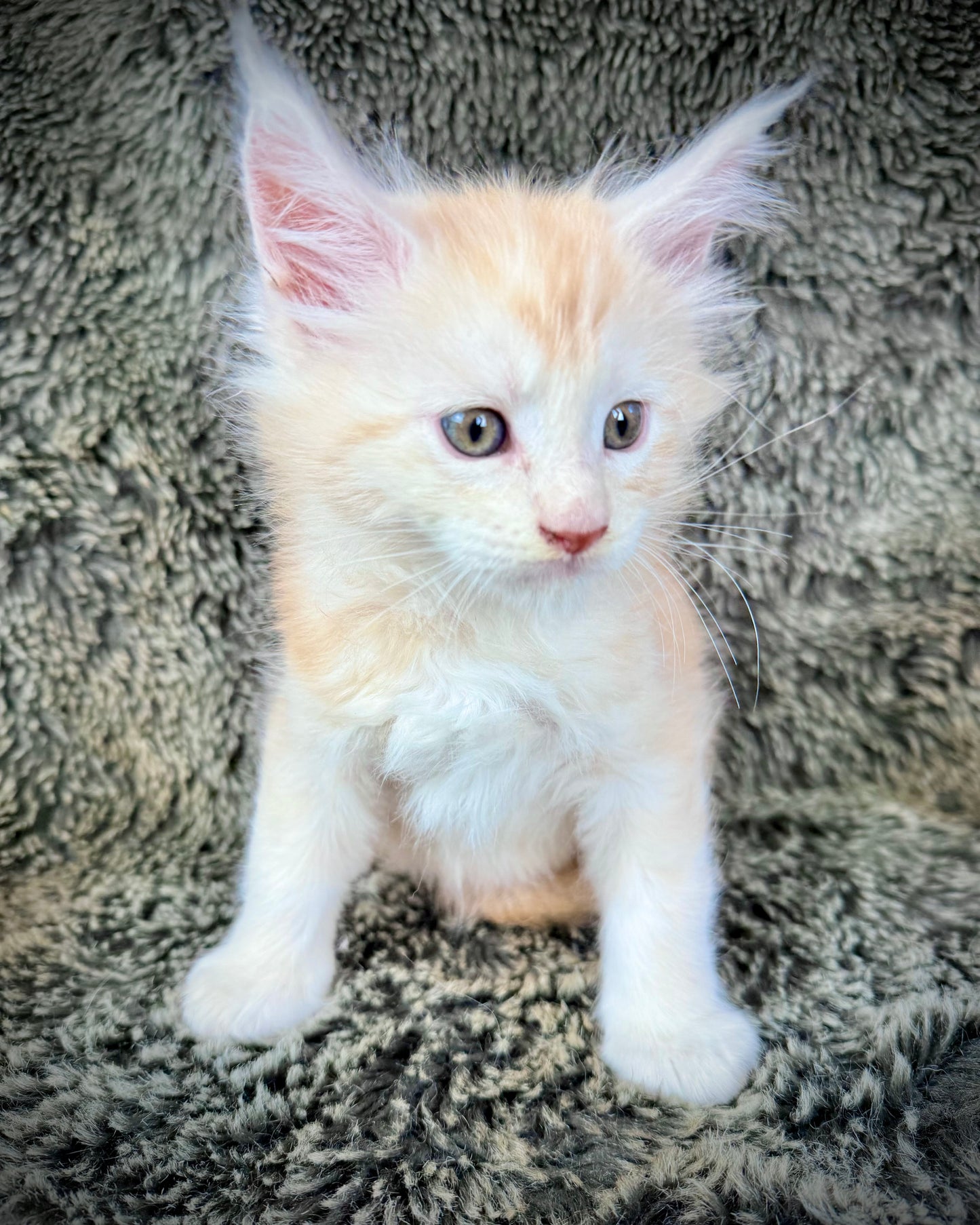 APRICOT - Red Silver - MALE