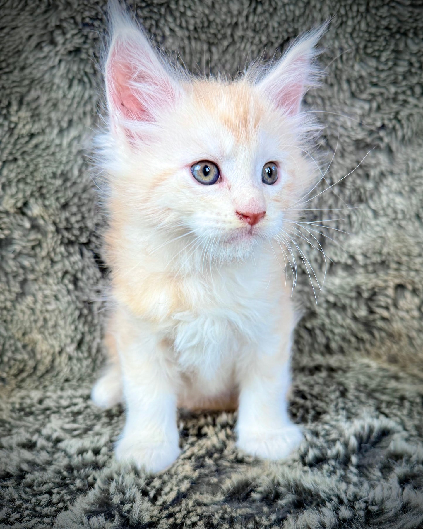 APRICOT - Red Silver - MALE
