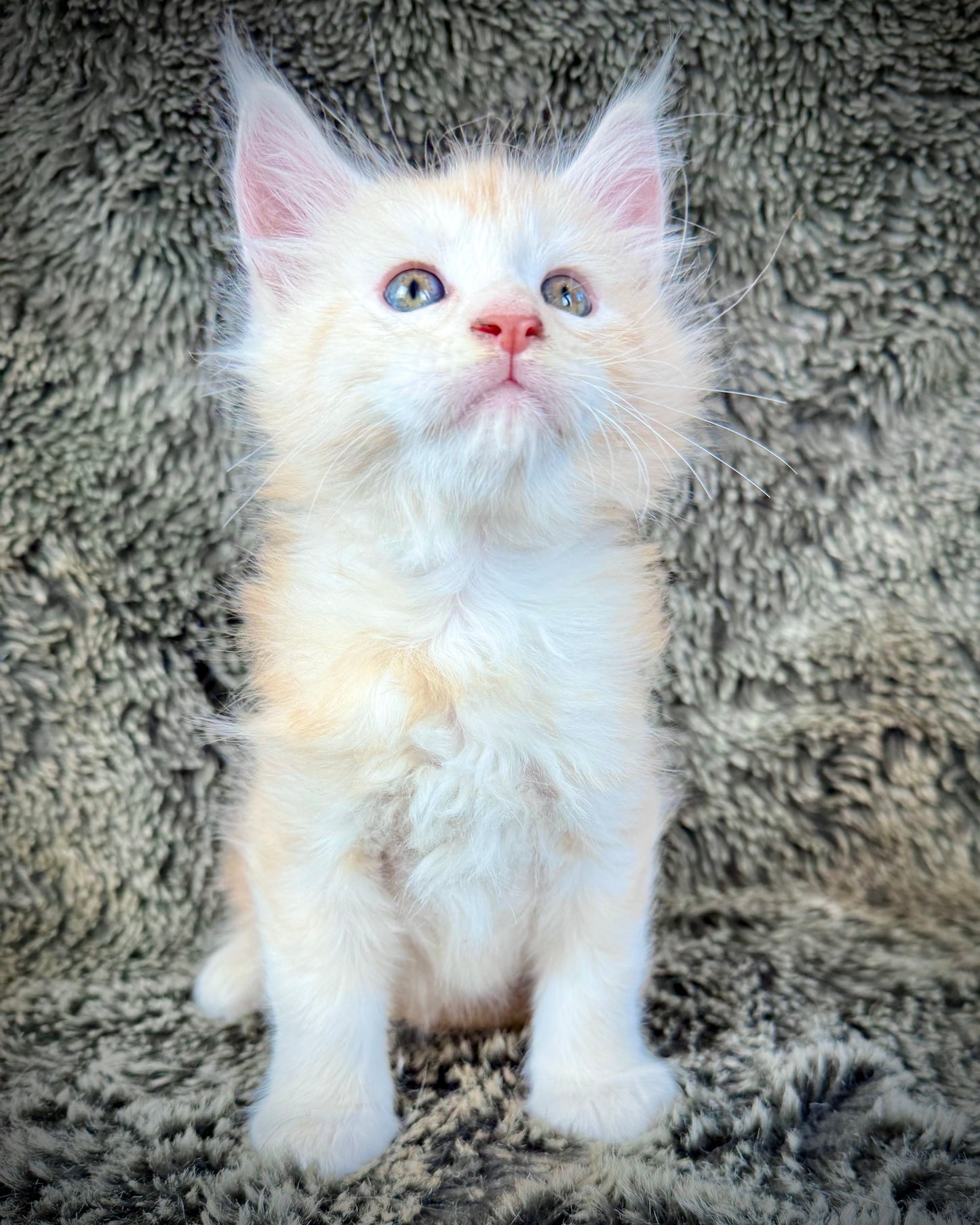 APRICOT - Red Silver - MALE