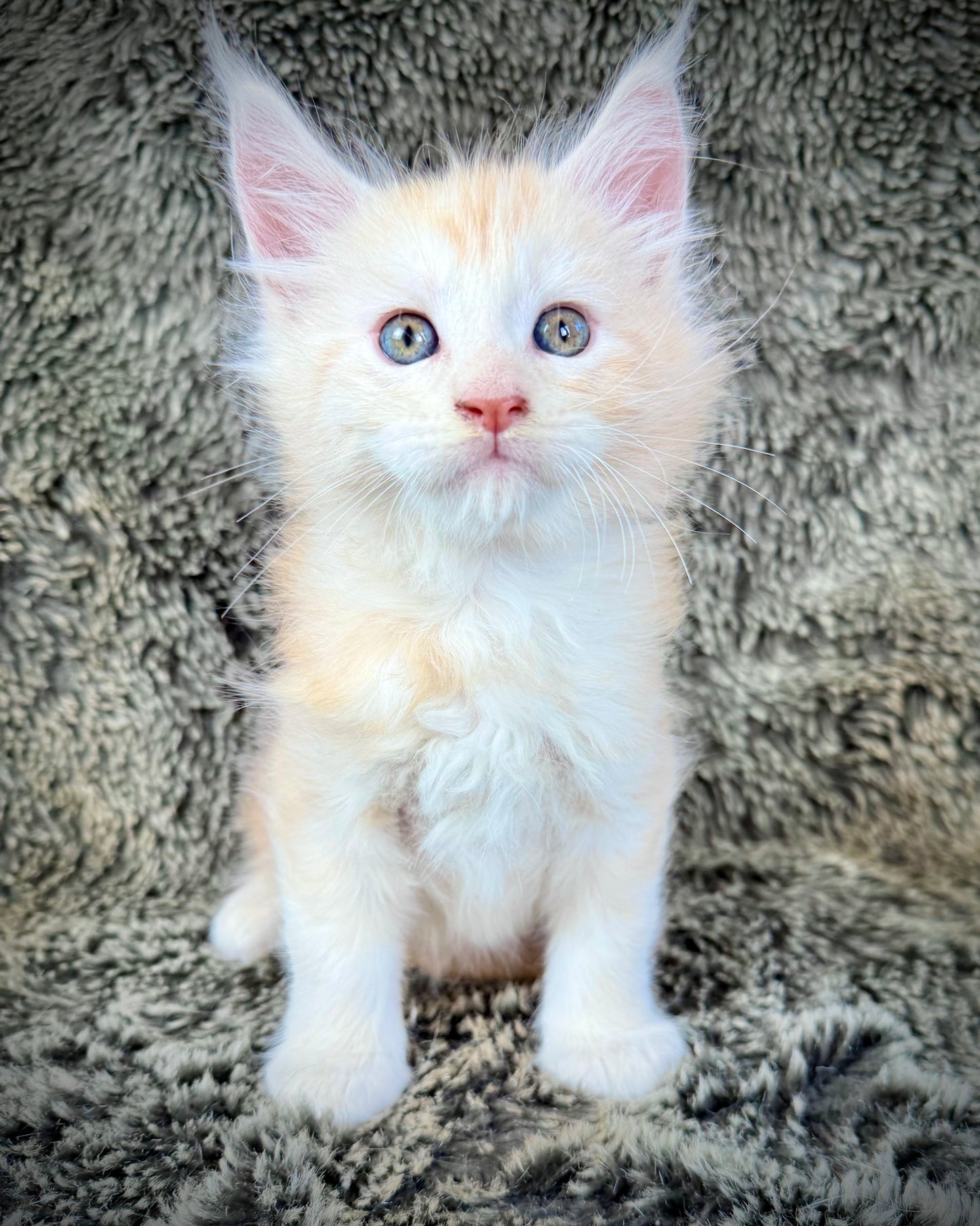 APRICOT - Red Silver - MALE