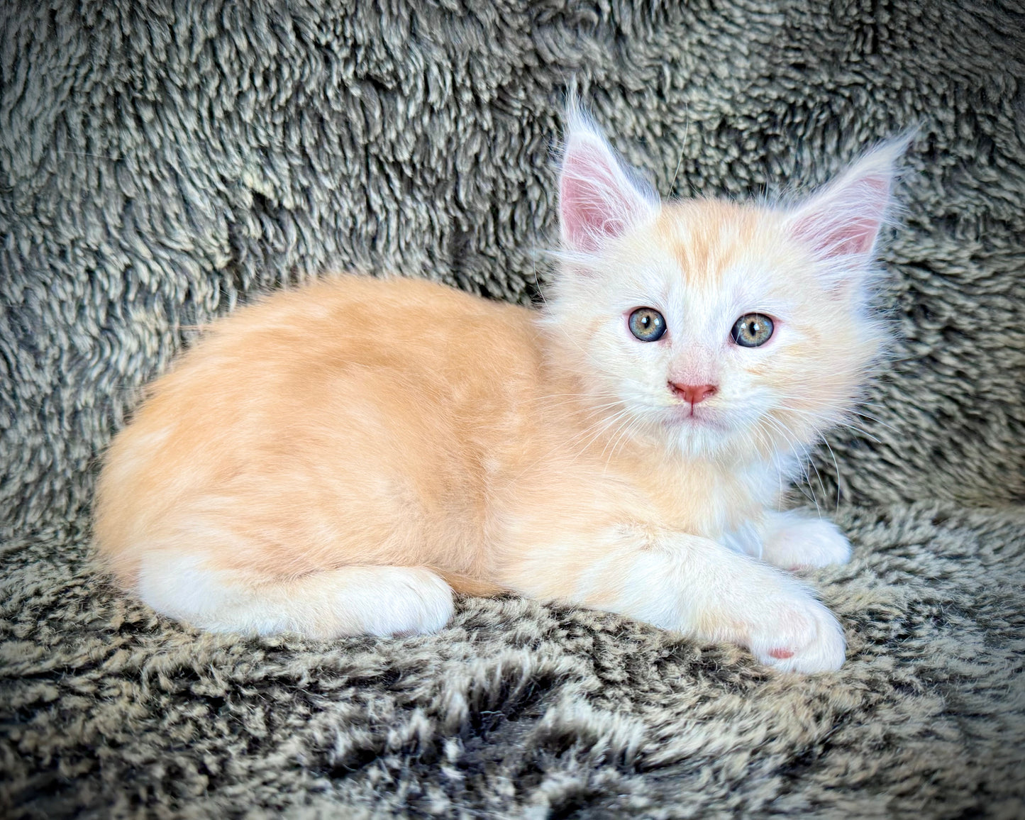 APRICOT - Red Silver - MALE