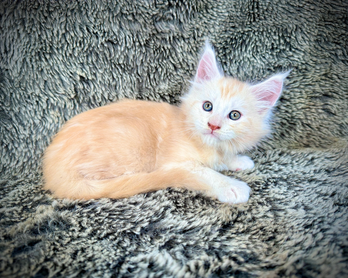 APRICOT - Red Silver - MALE