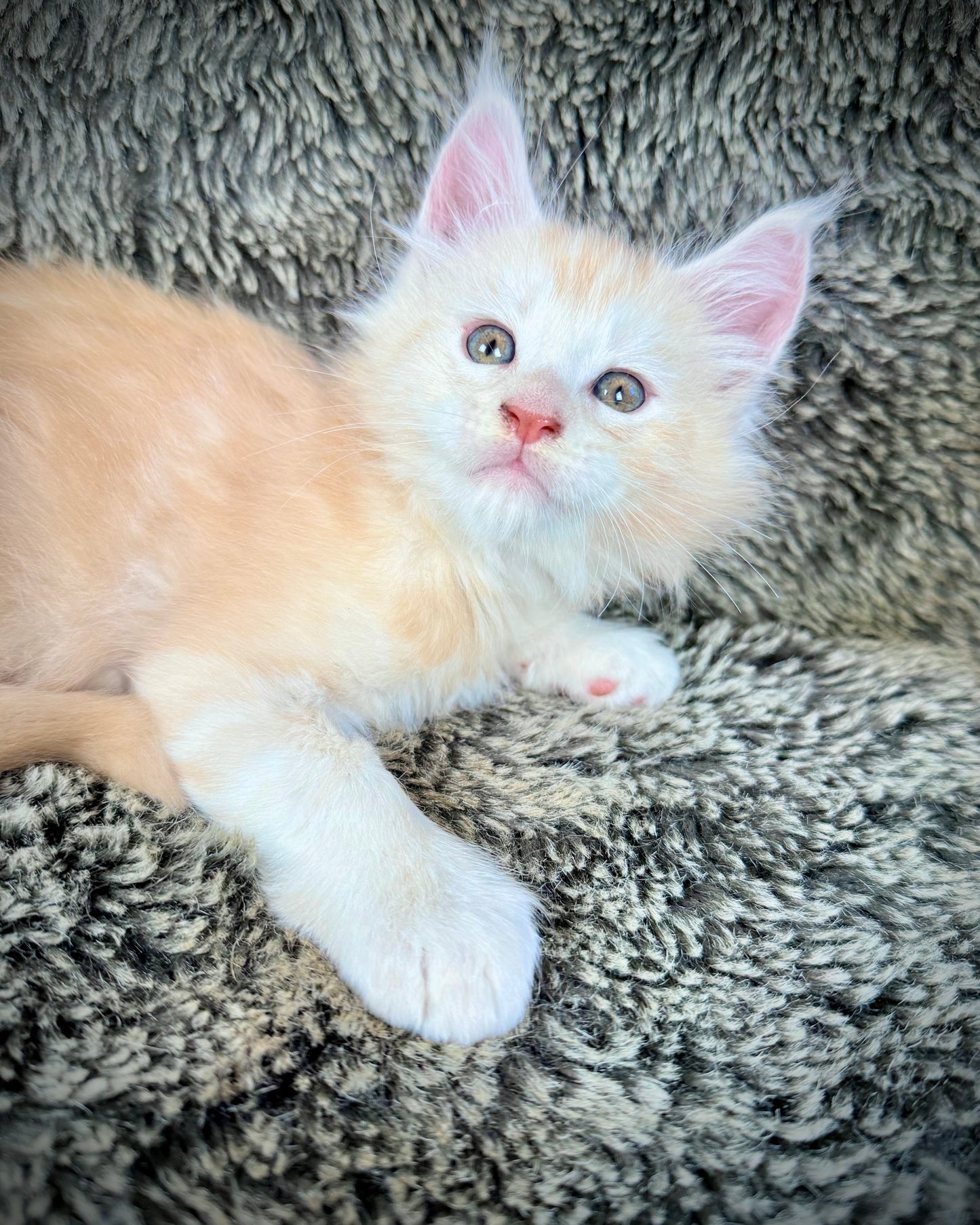 APRICOT - Red Silver - MALE