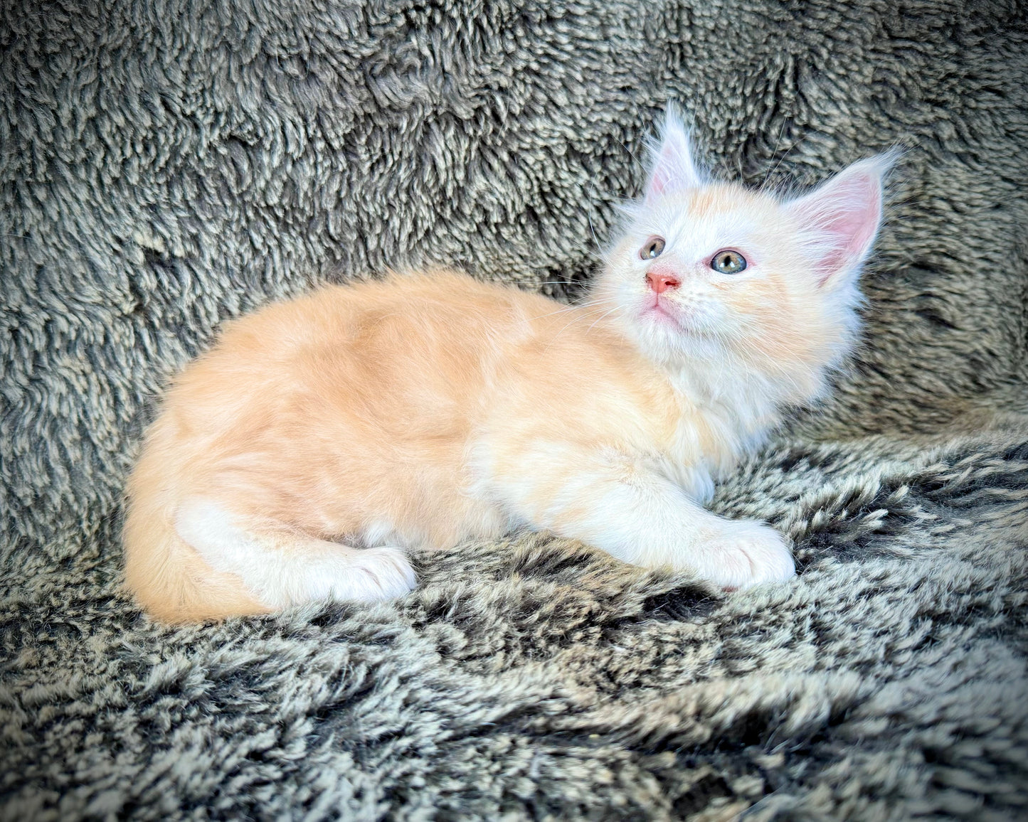 APRICOT - Red Silver - MALE