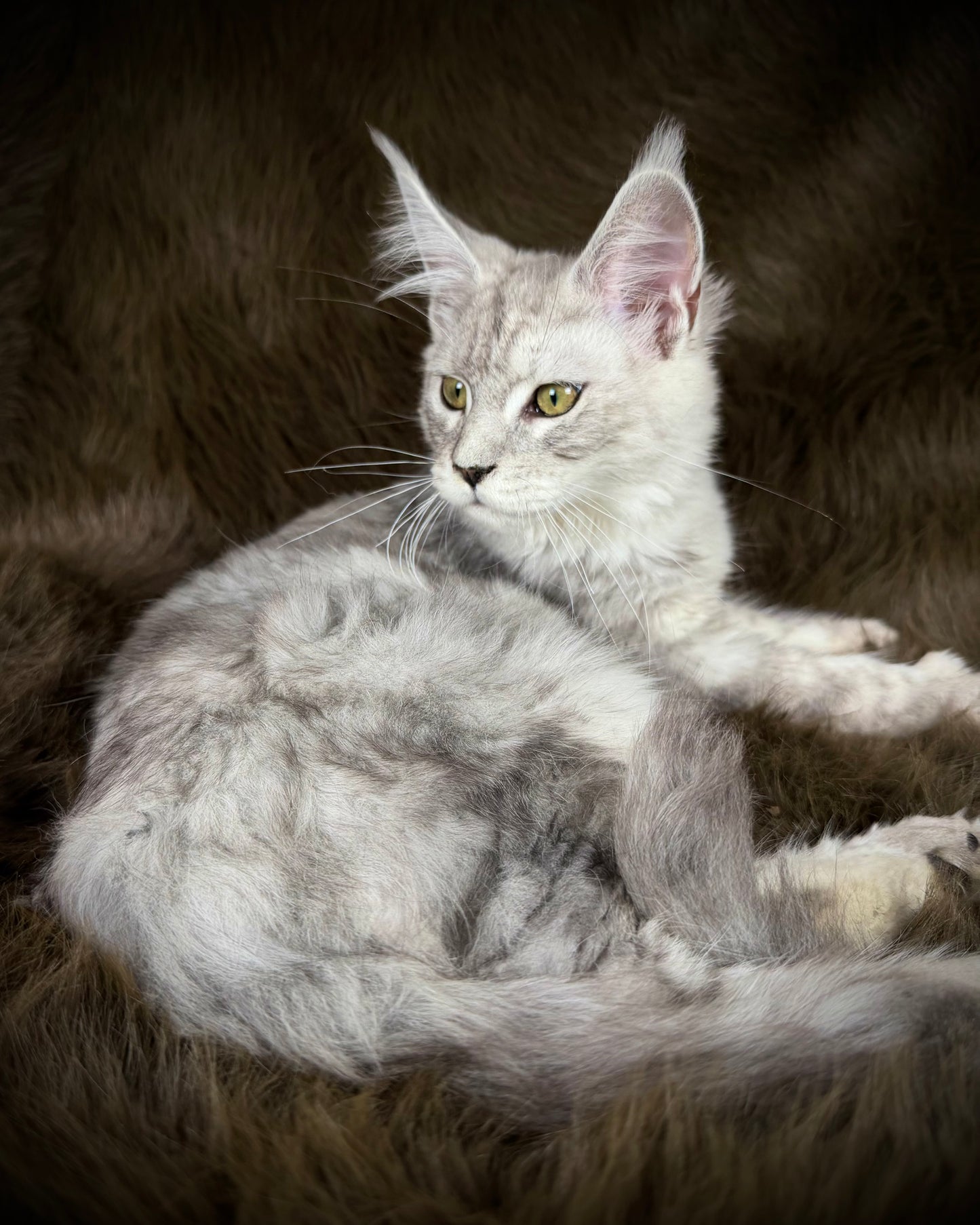 Sibyl - FEMALE - Silver tabby Maine Coon