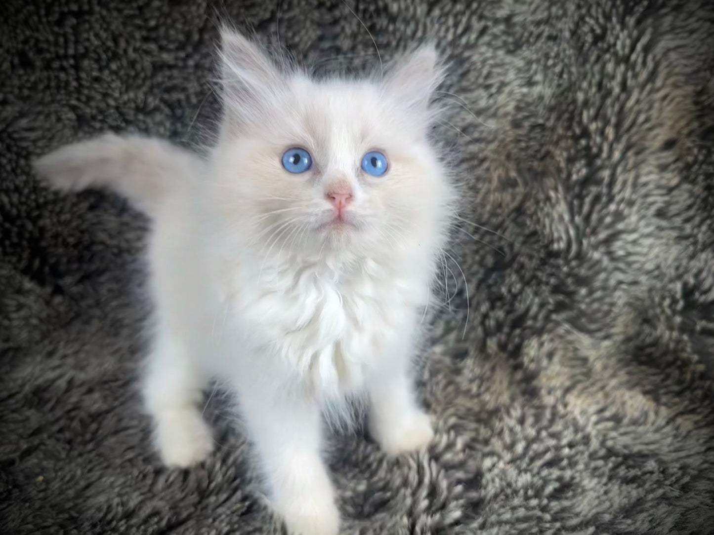 Huggy Bear - Male - UNAVAILABLE