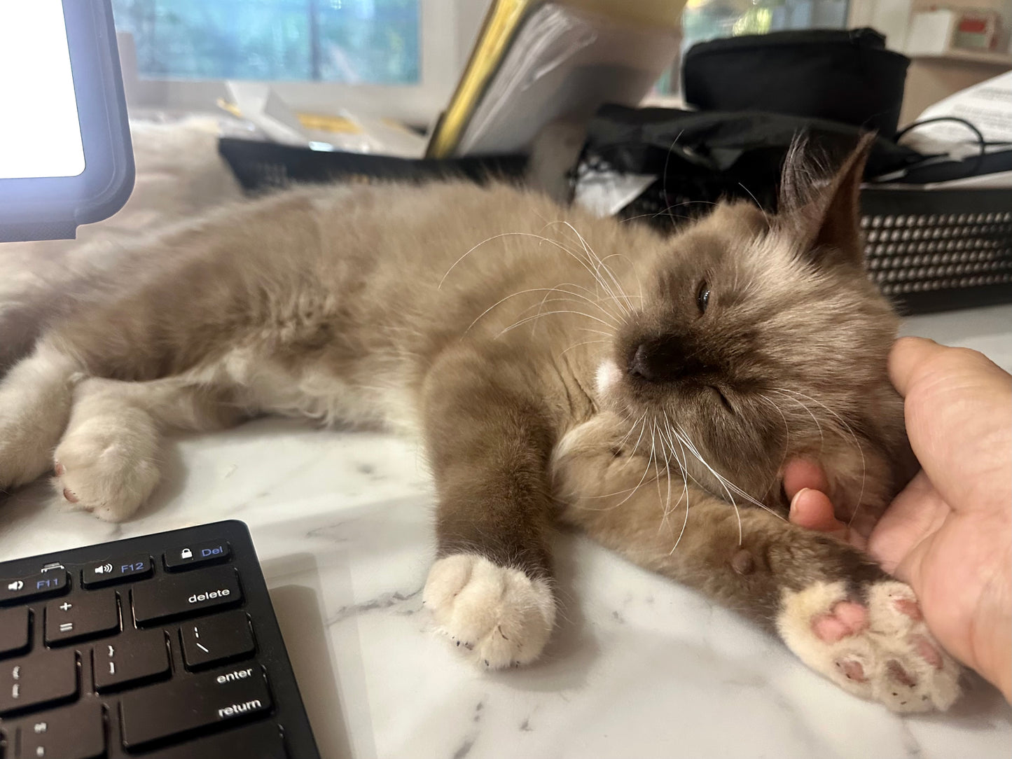 Iced Mocha - Female - UNAVAILABLE