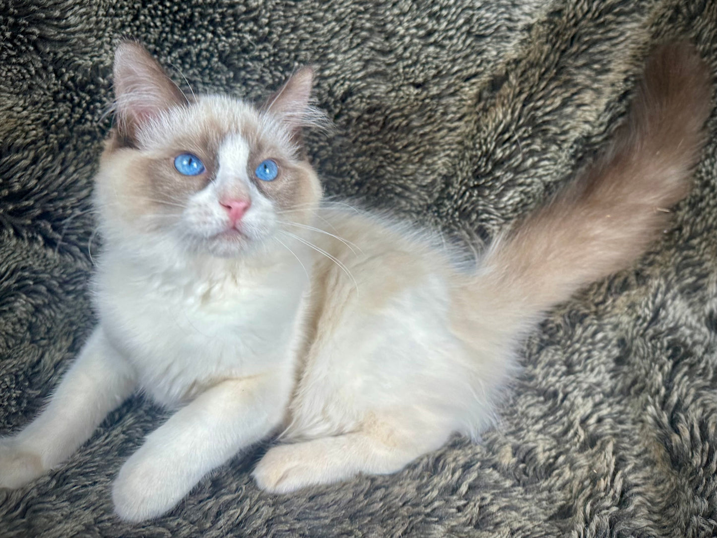 Wiggles - MALE- UNAVAILABLE