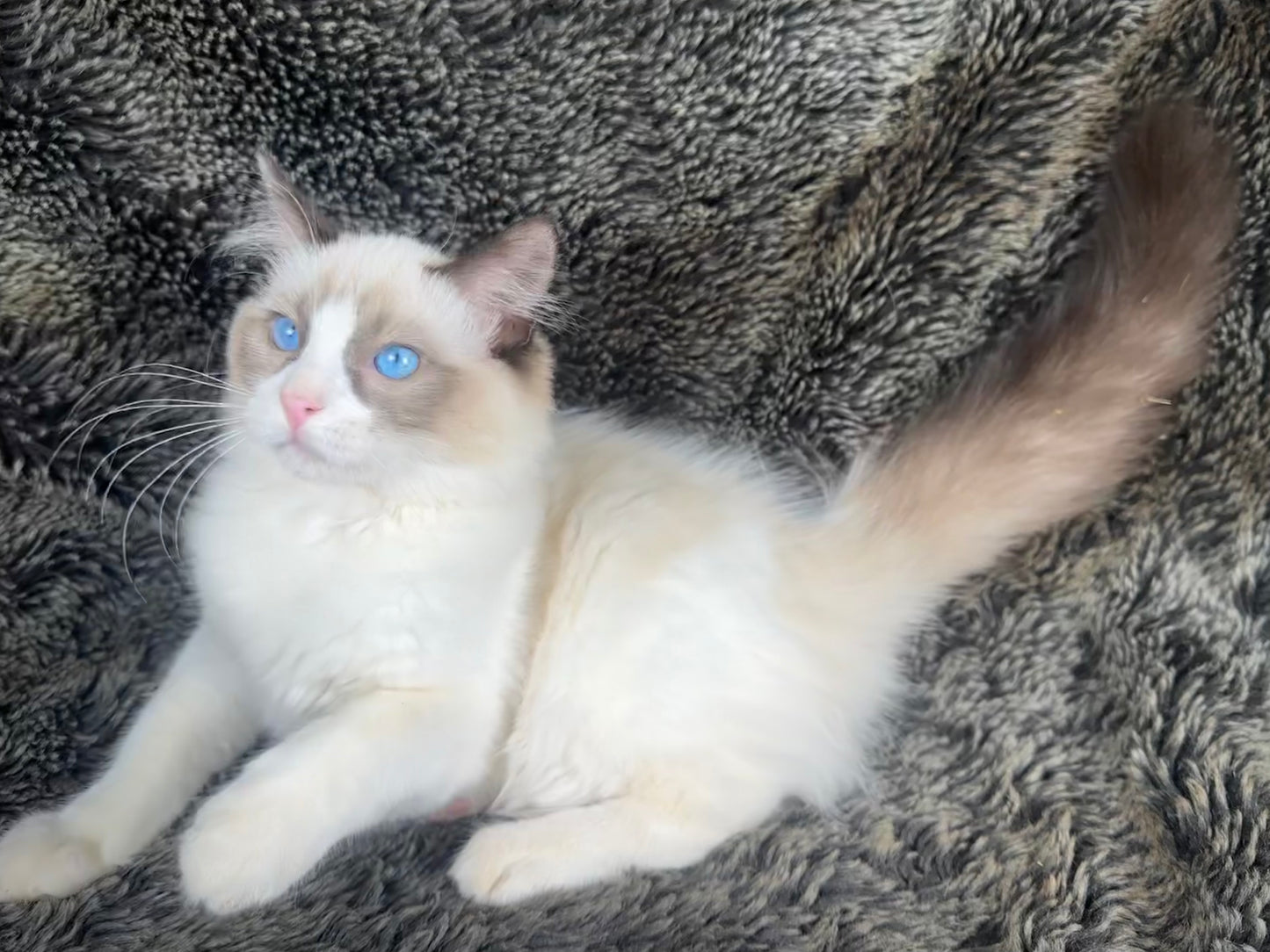 Wiggles - MALE- UNAVAILABLE
