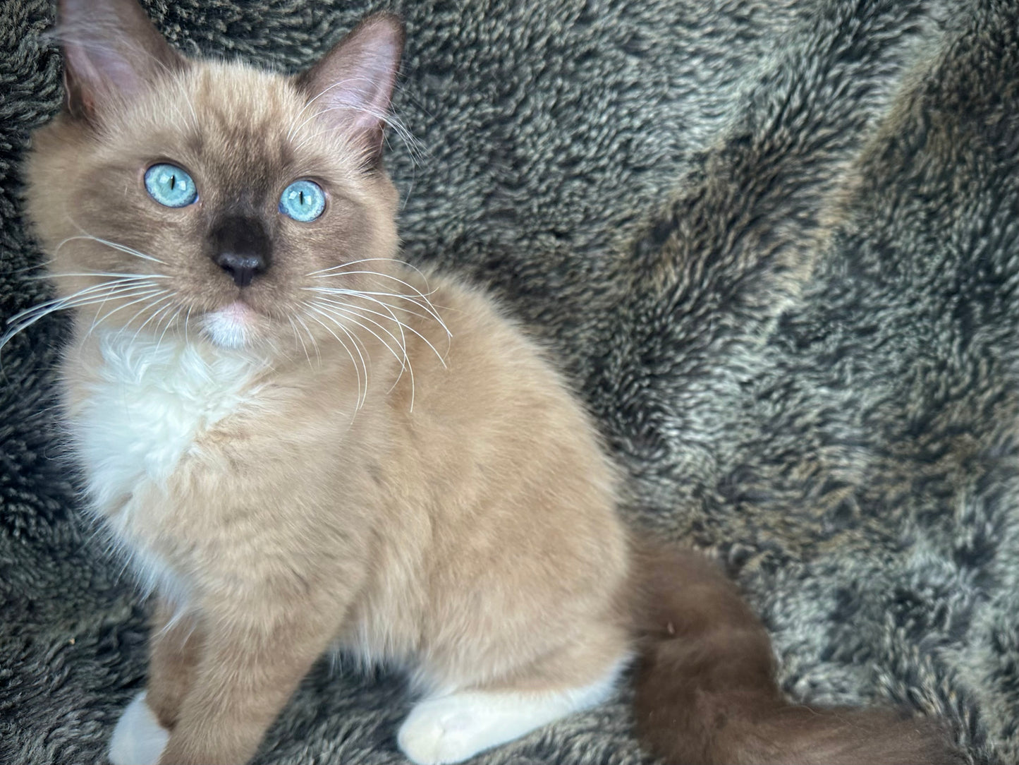 Iced Mocha - Female - UNAVAILABLE