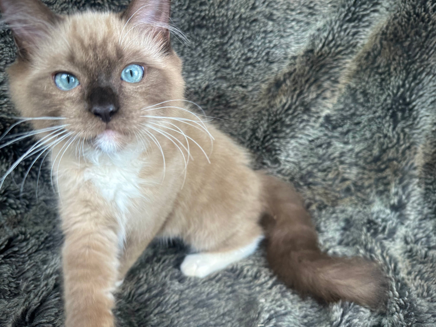 Iced Mocha - Female - UNAVAILABLE